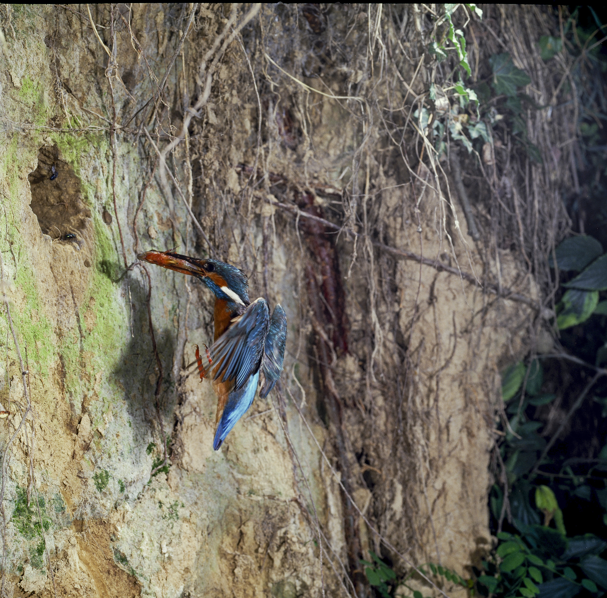 Martino entrance of the nest. Hasselblad 1985