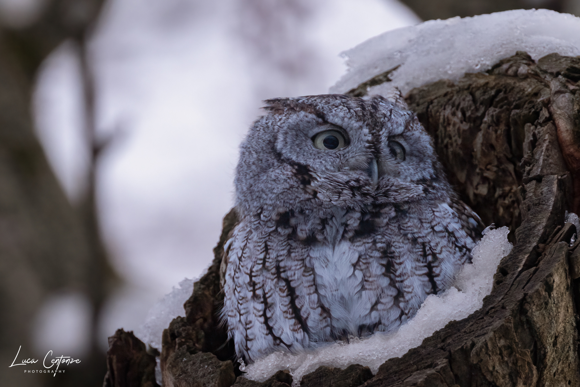 Eastern Screech-Owl (Megascops asio) American Assiolo