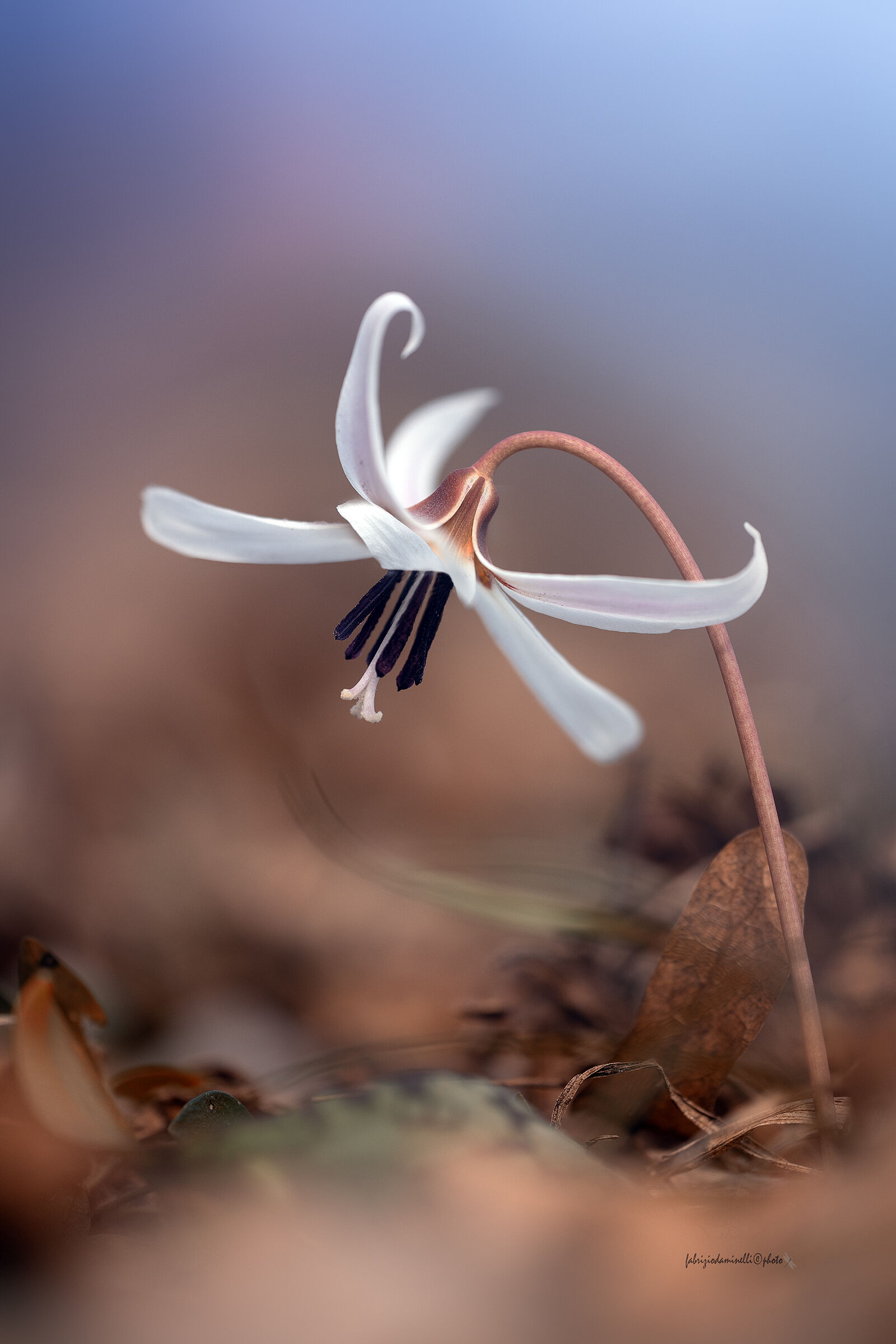 Erythronium dens-canis