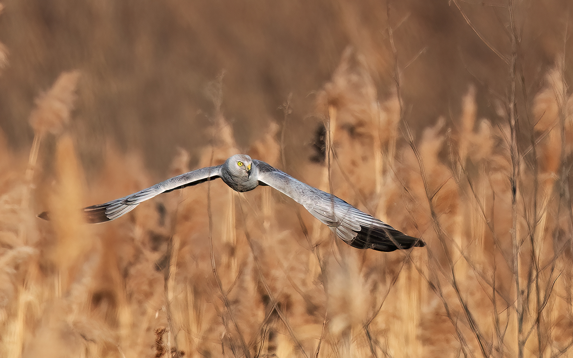 Male Harrier