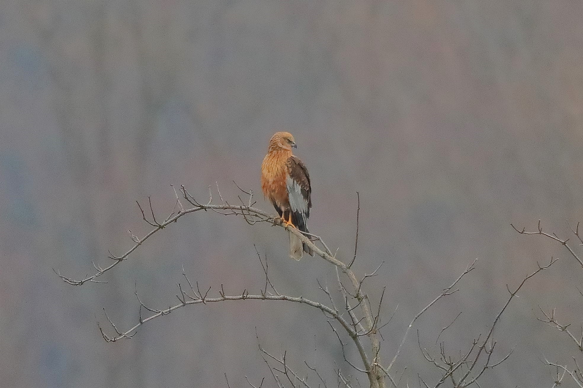 Falco di palude 19-12-2022