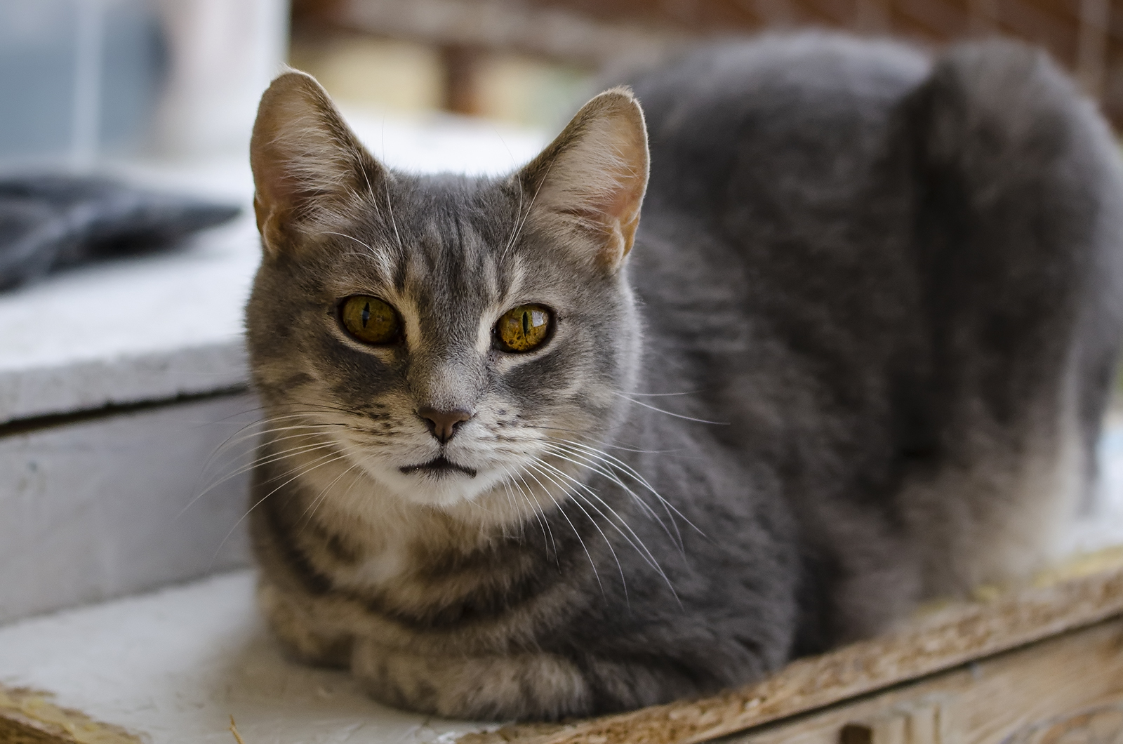 European cat (Titino)