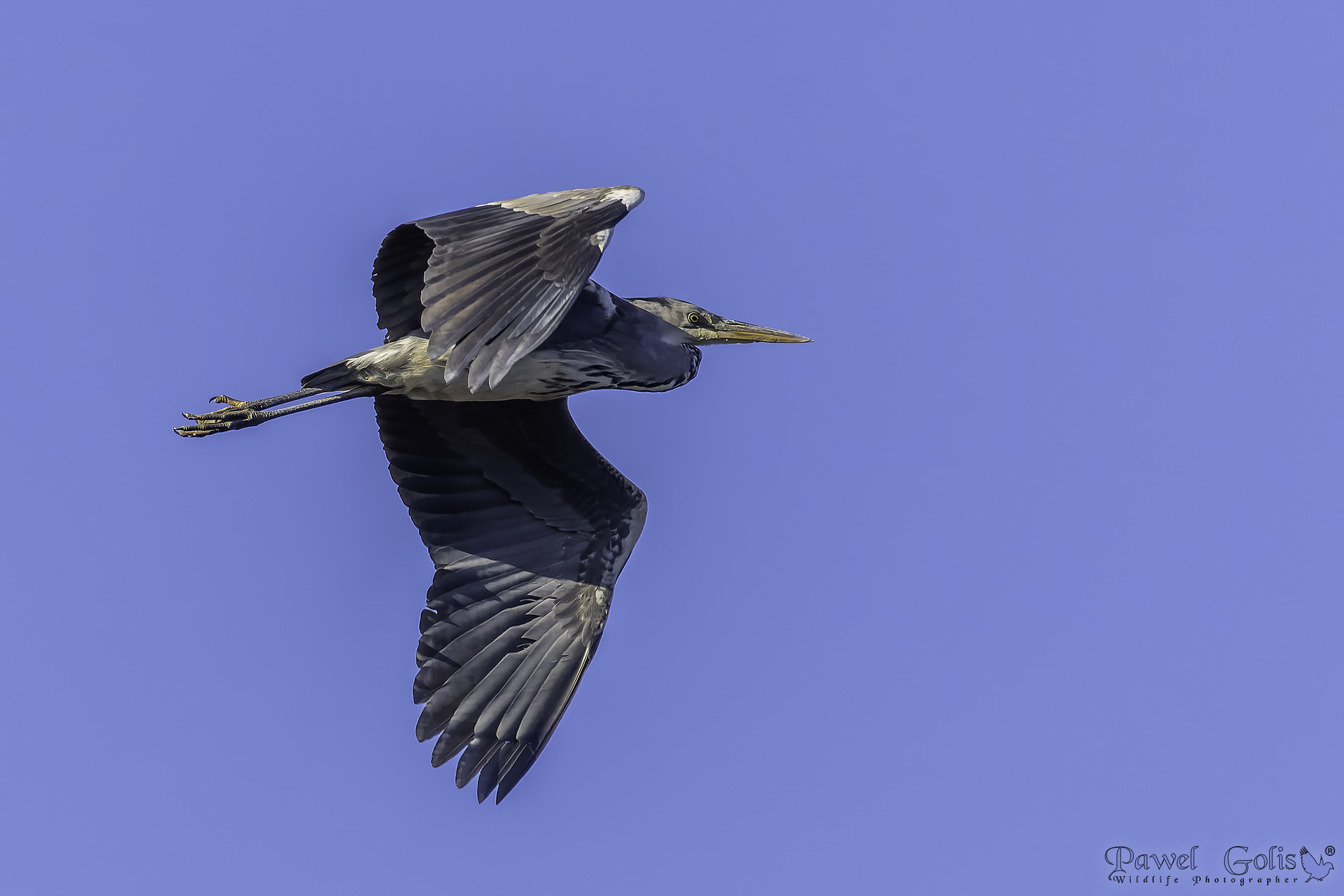 Airone cenerino (Ardea cinerea)