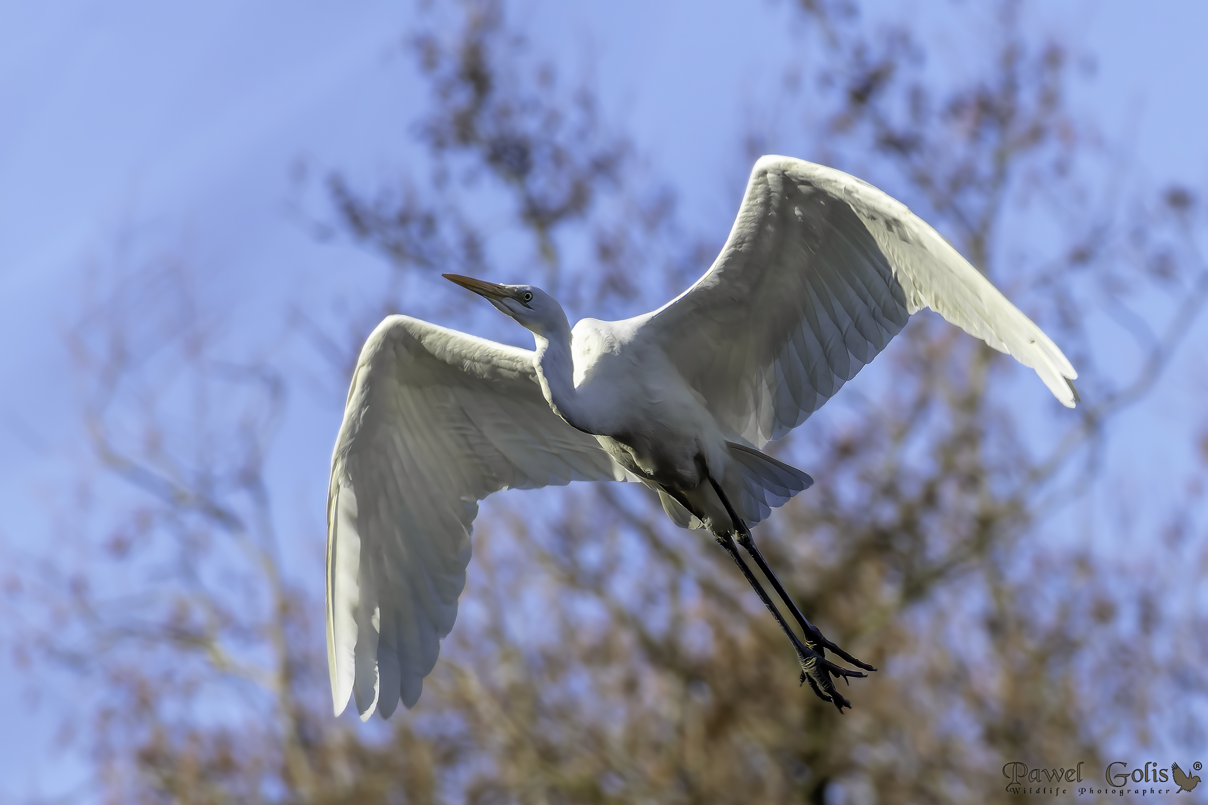 Garzetta maggiore orientale (Ardea alba modesta)