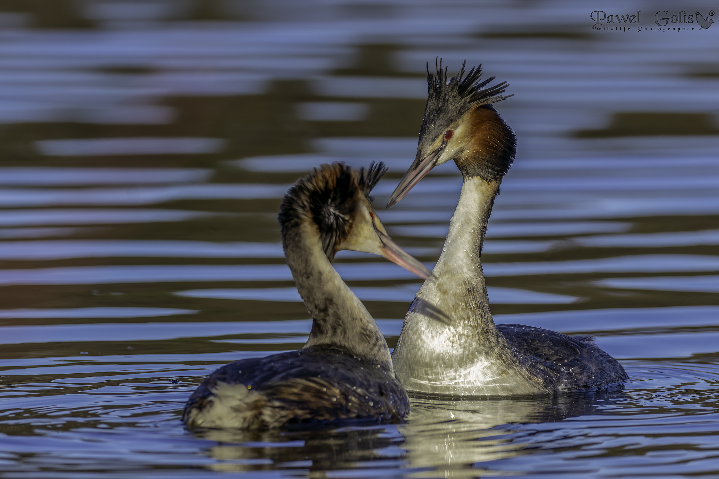 Svasso maggiore (Podiceps cristatus)