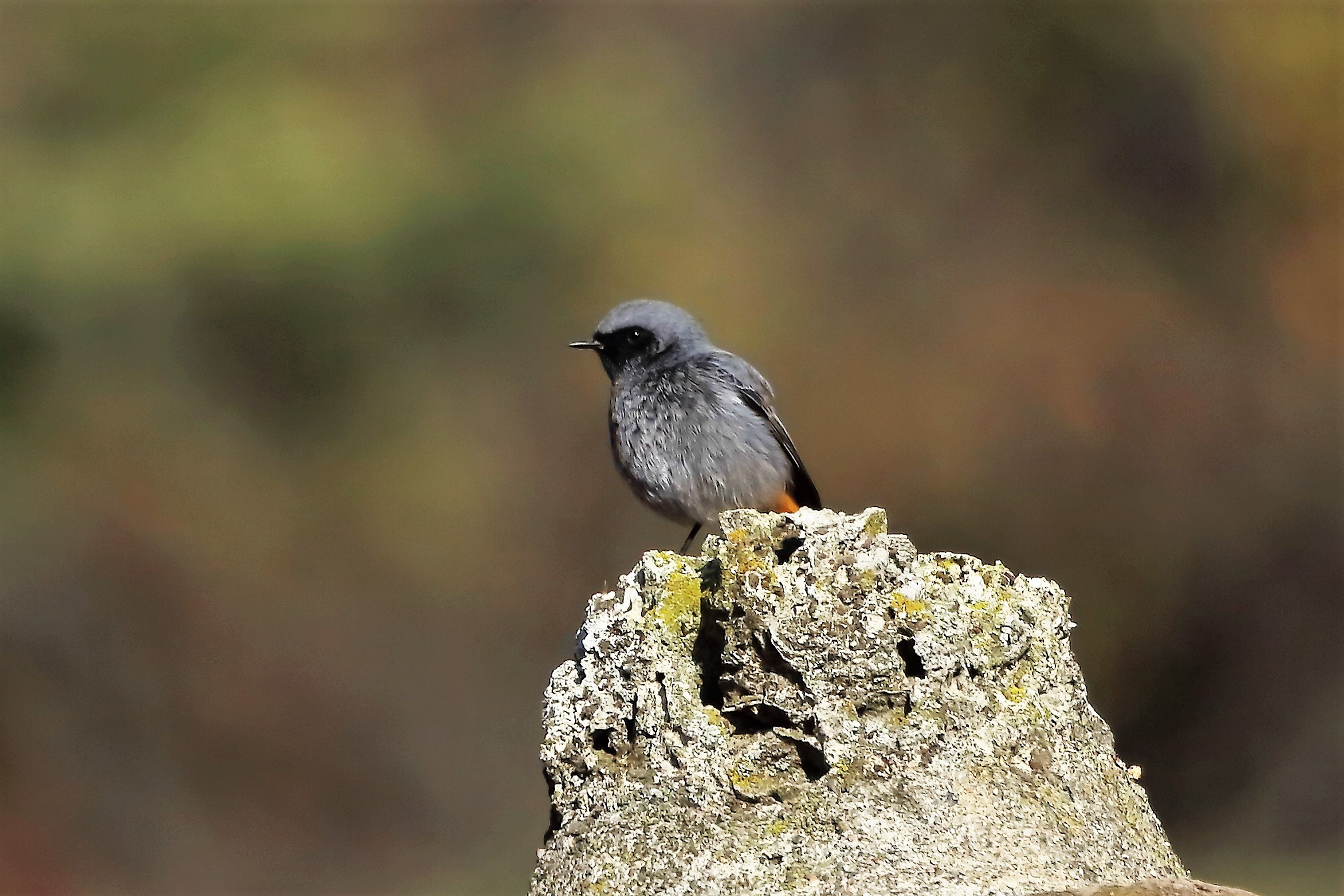 Codirosso 12 dicembre 2022