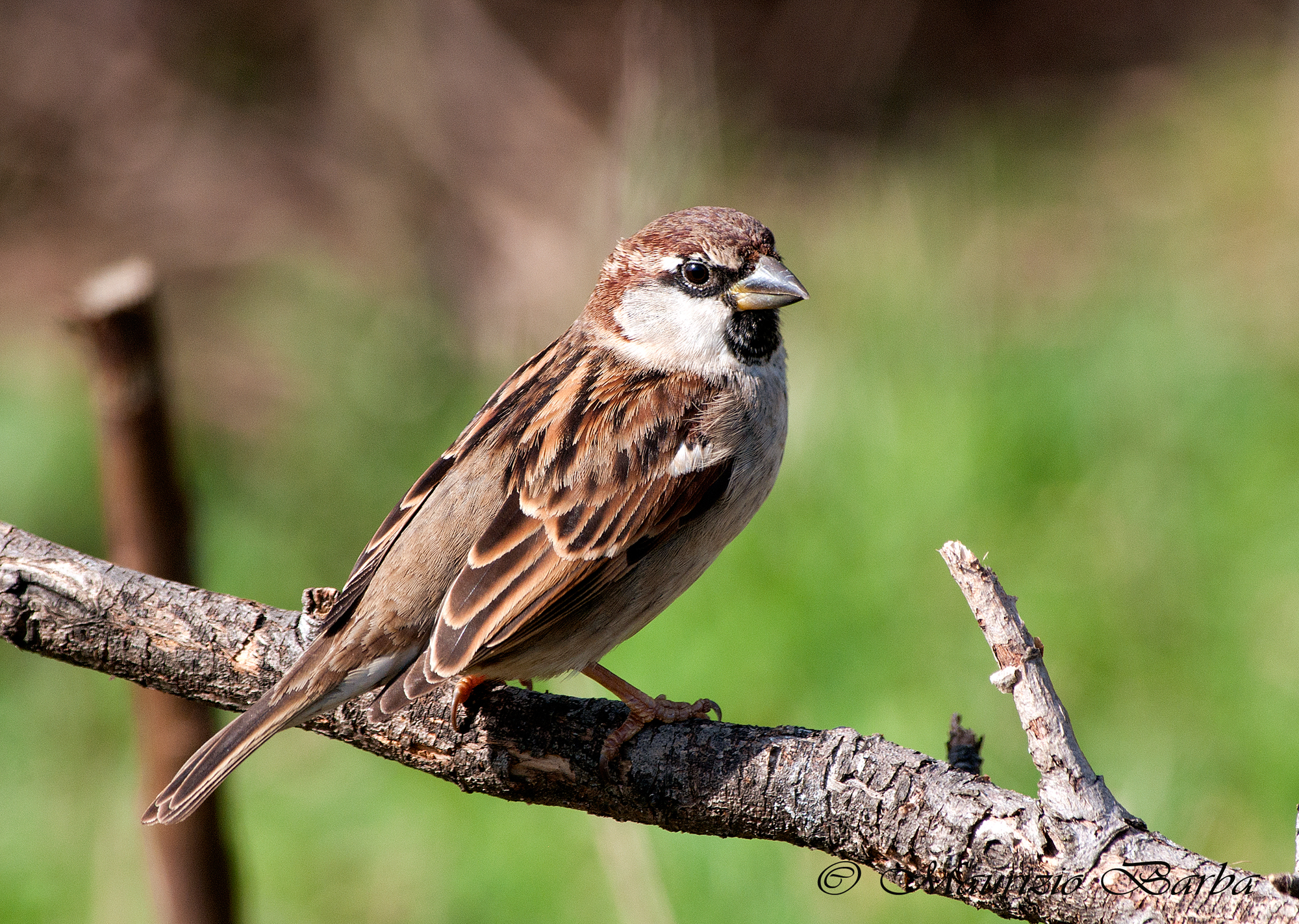 Sparrow