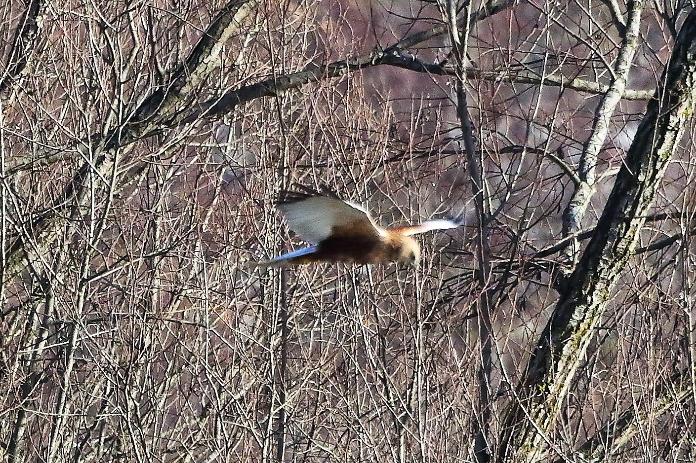 Falco di palude 12 dicembre 2022