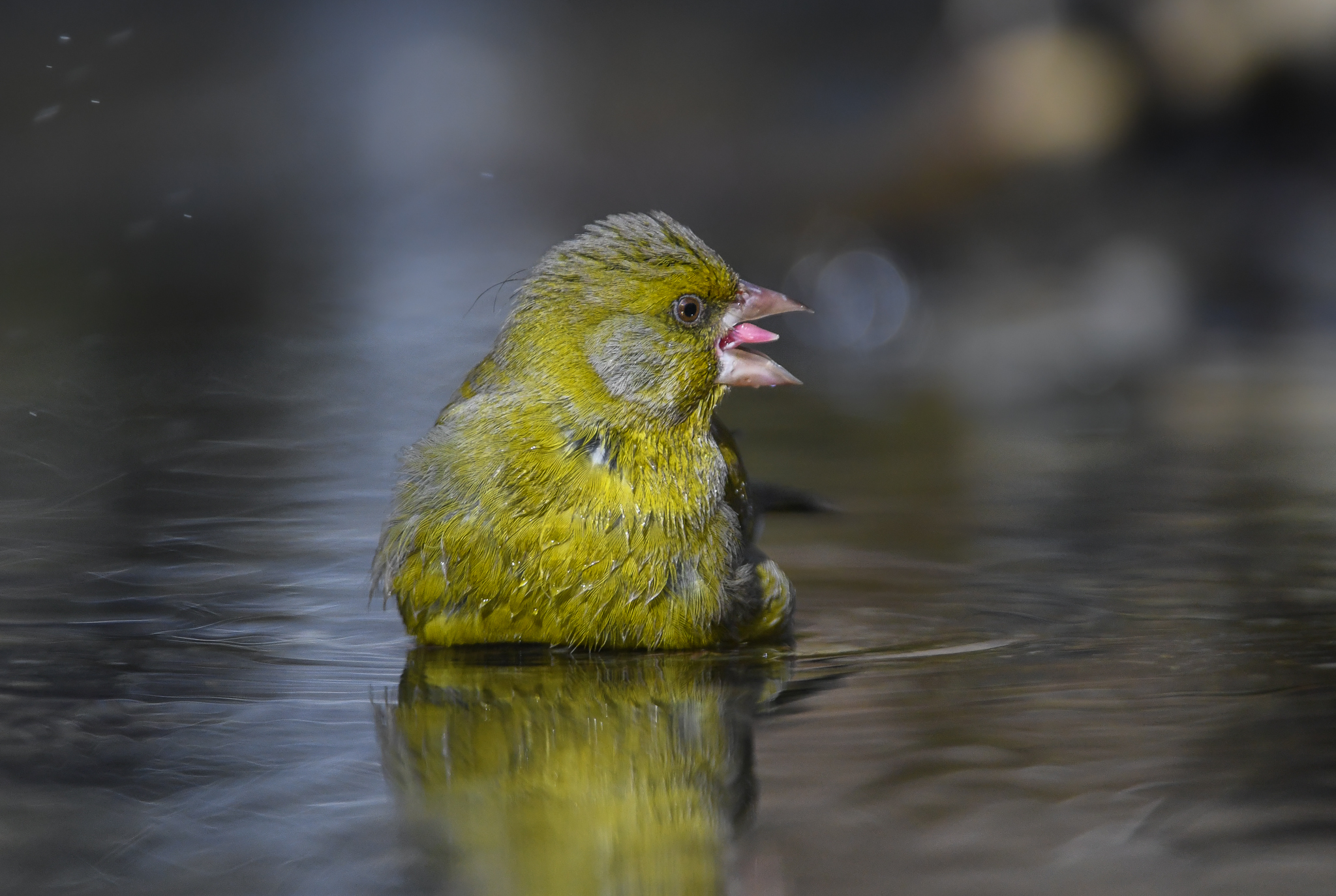 Verdone con lingua fuori