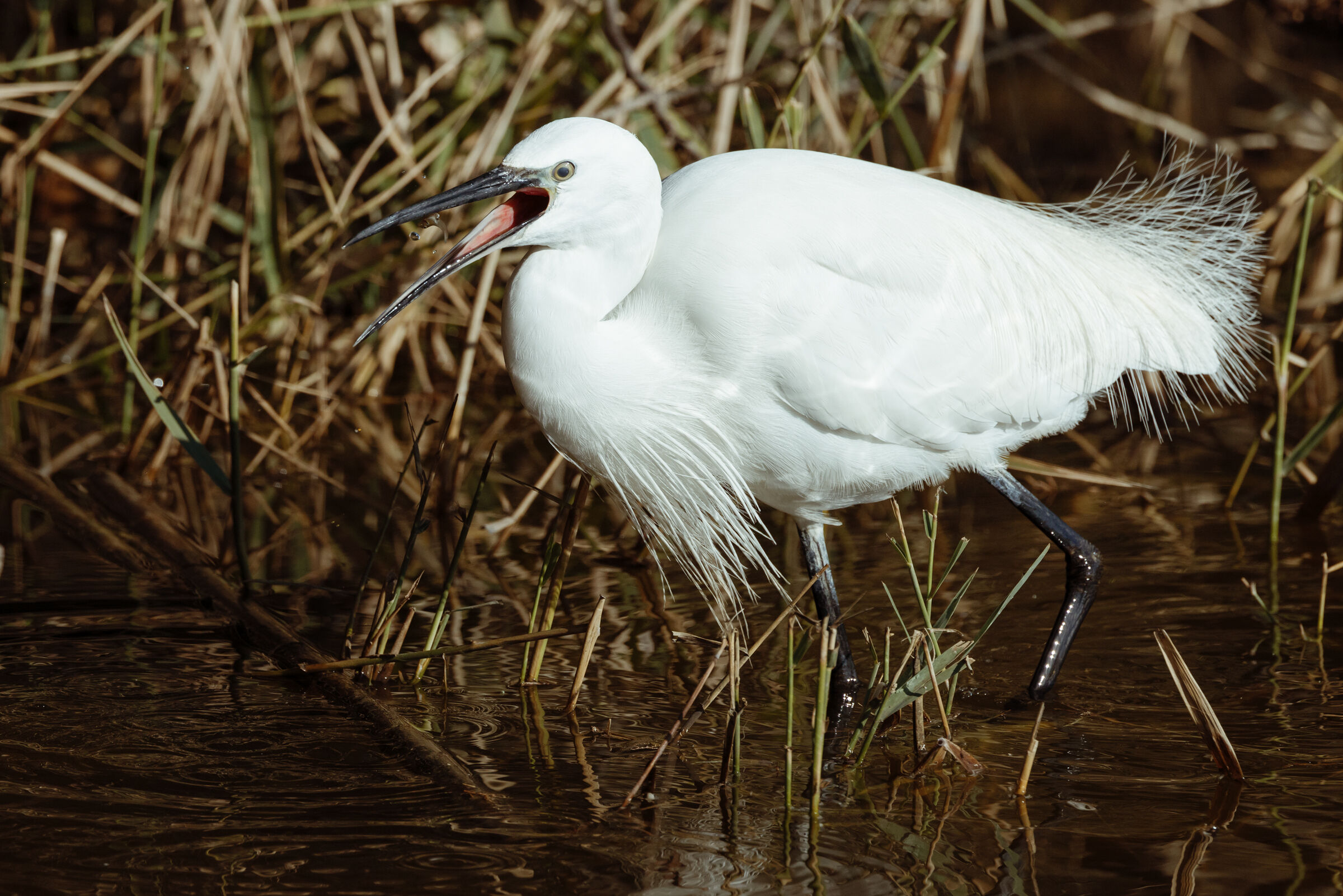 Peach egret