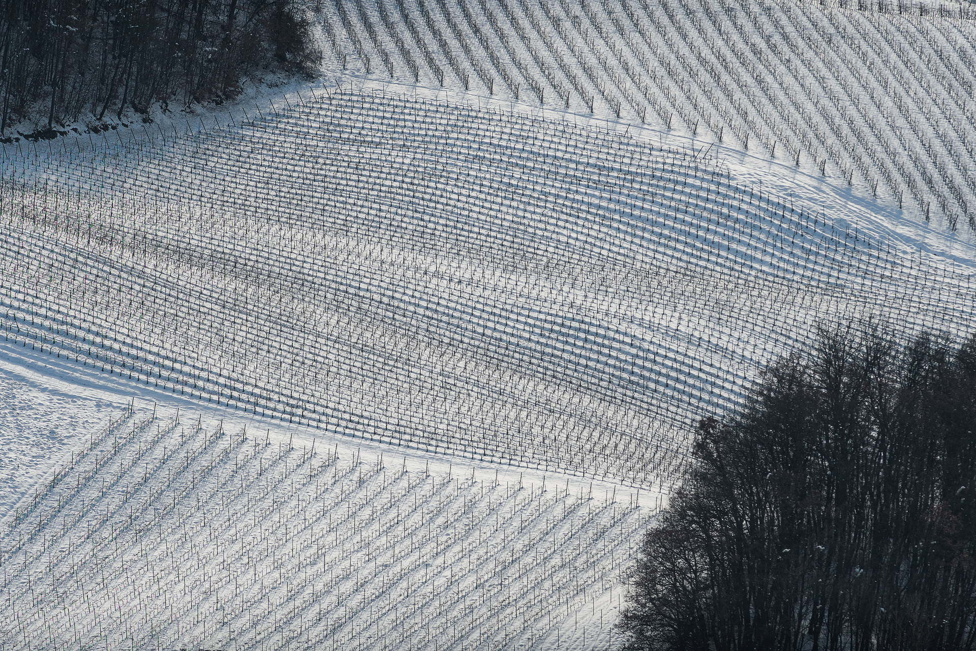 Vigneti imbiancati in Oltre Pò