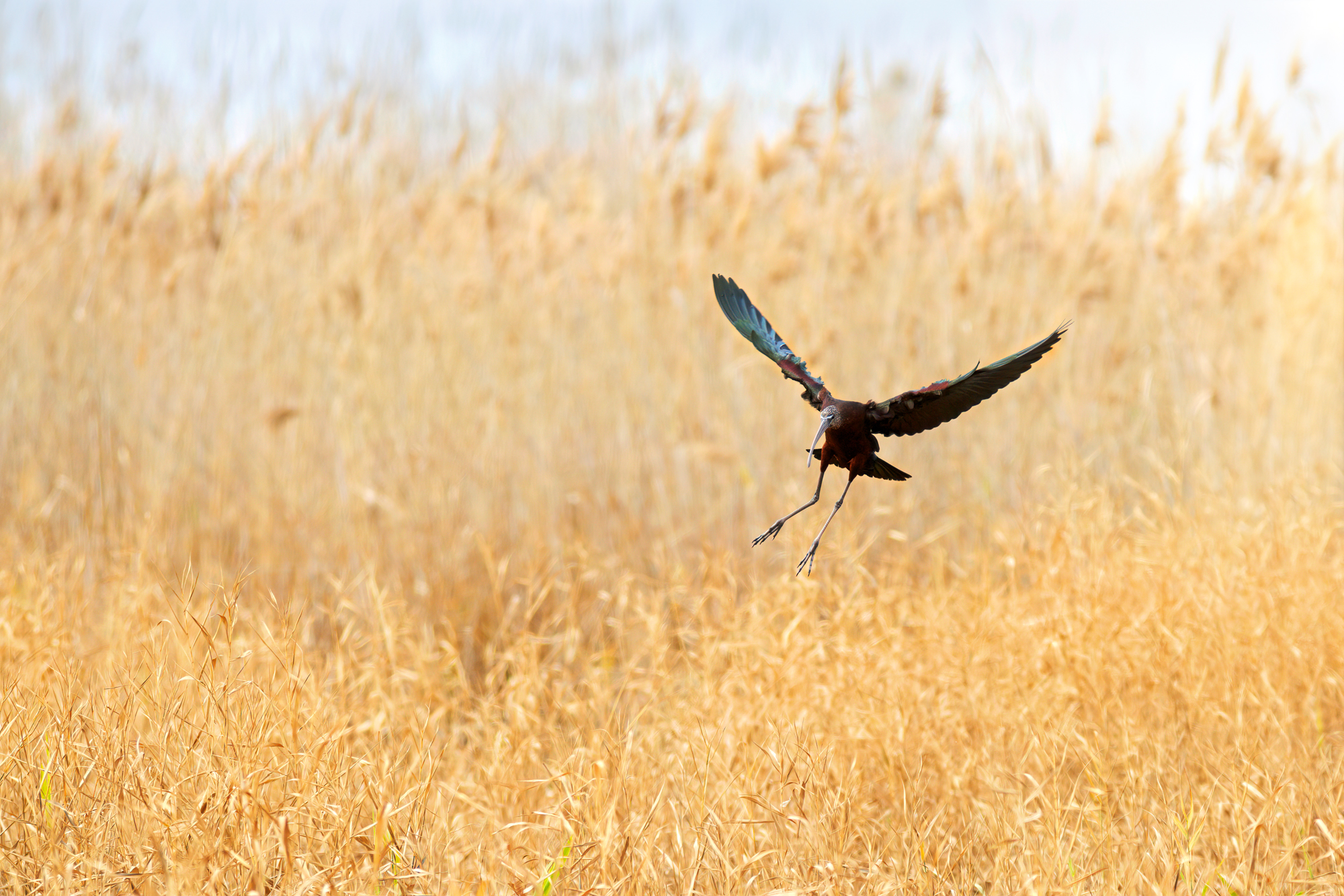 Glossy ibis