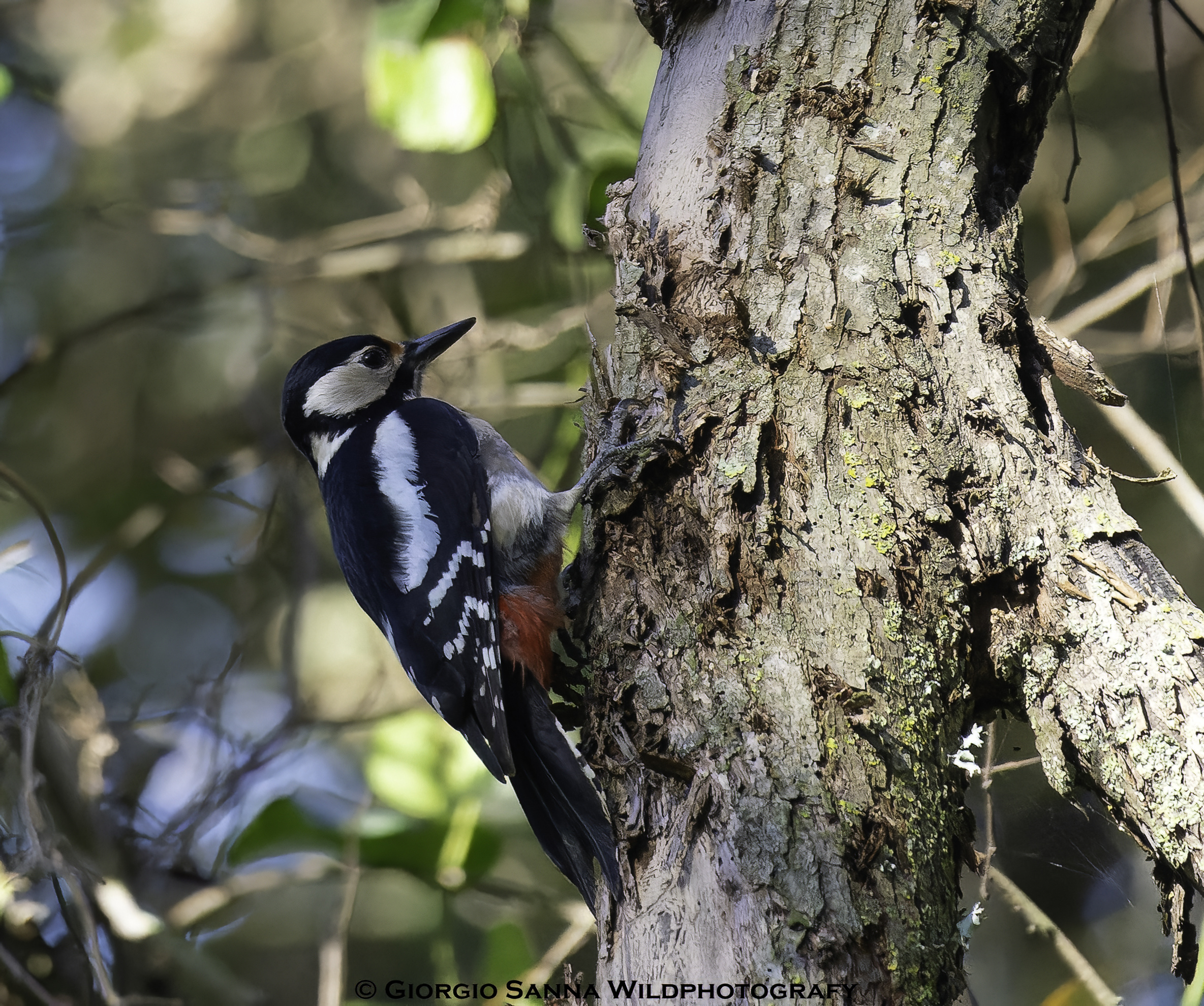Greater spotted woodpecker