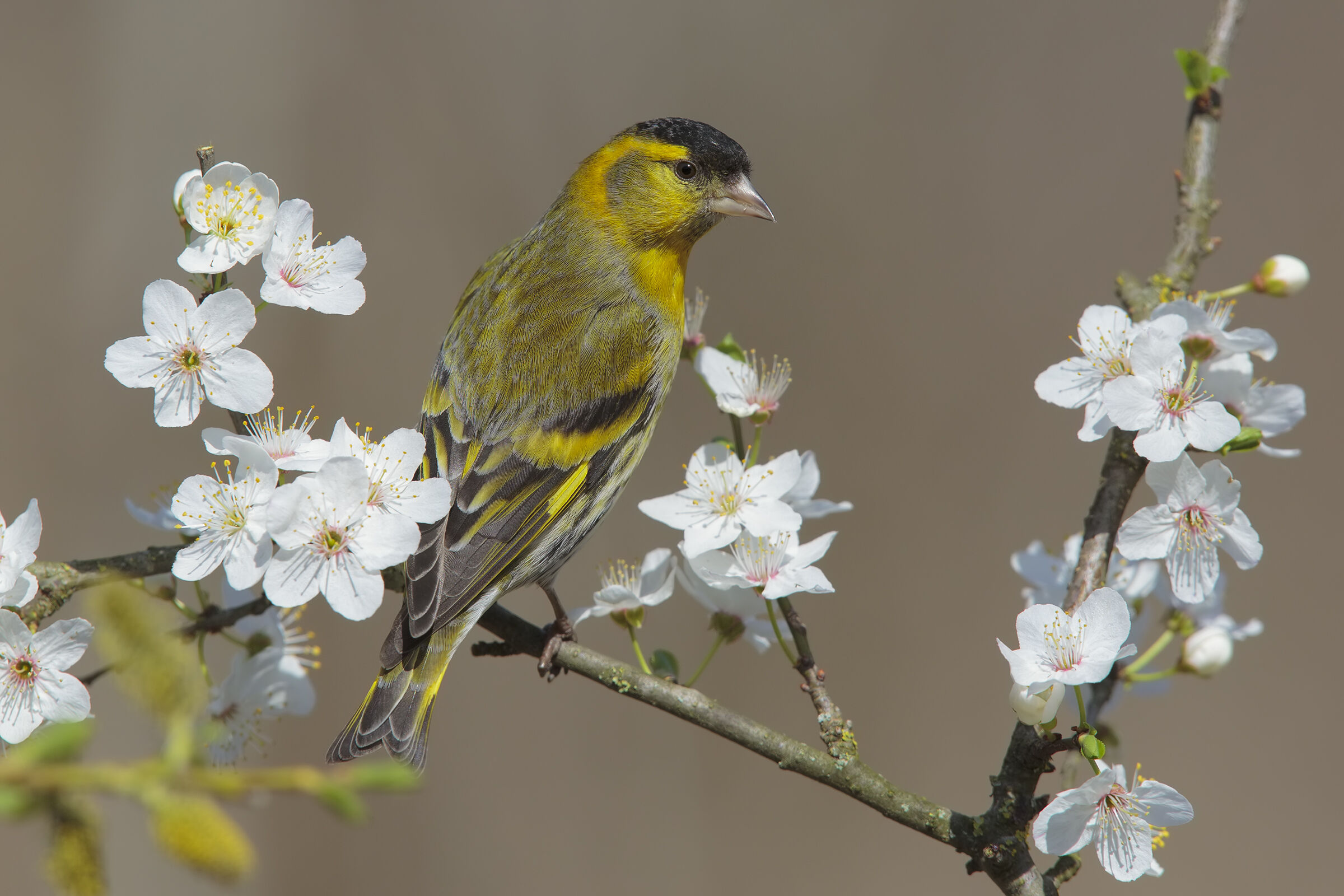 scatto ri repertorio