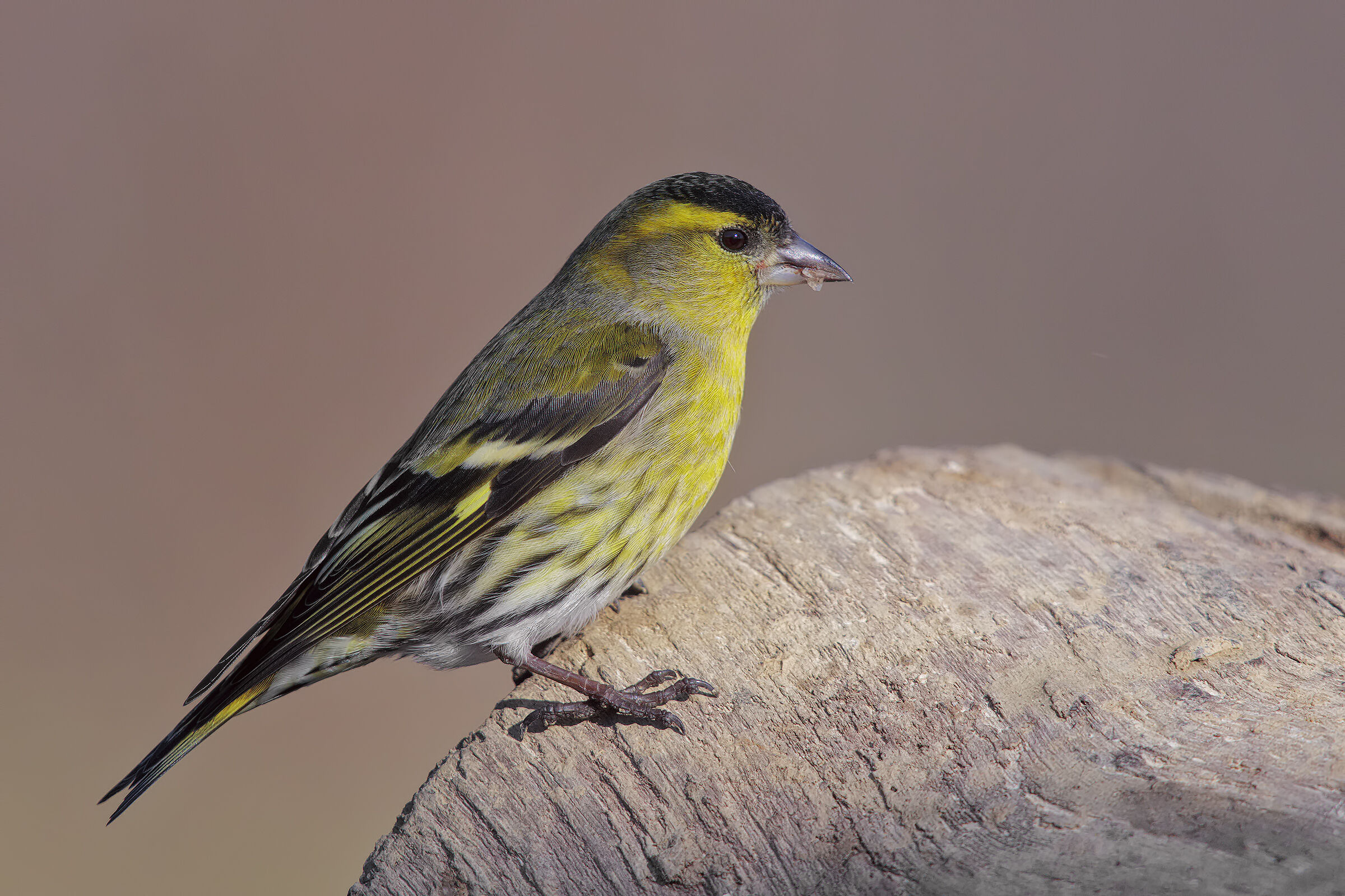 scatto ri repertorio4