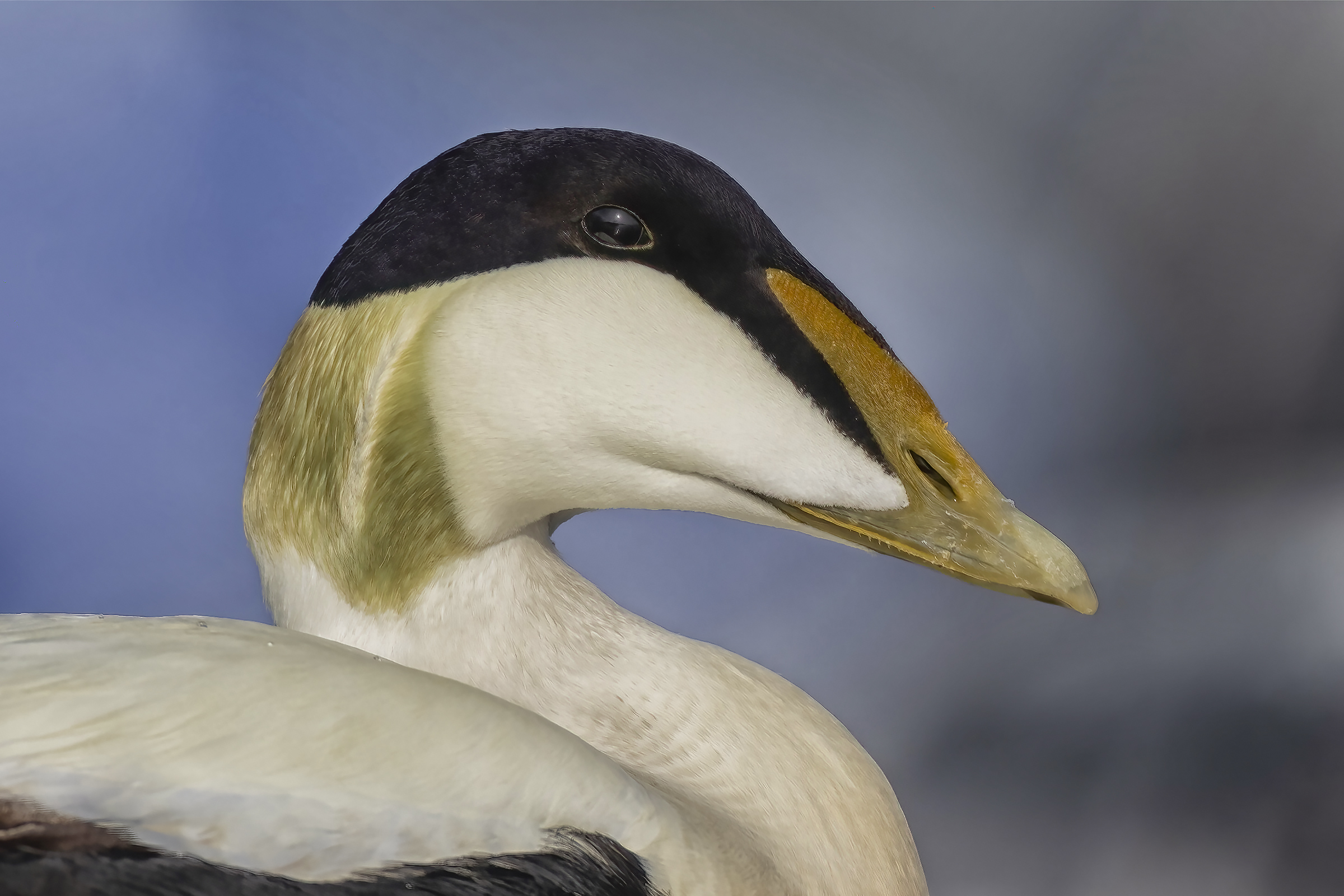 Somateria mollissima