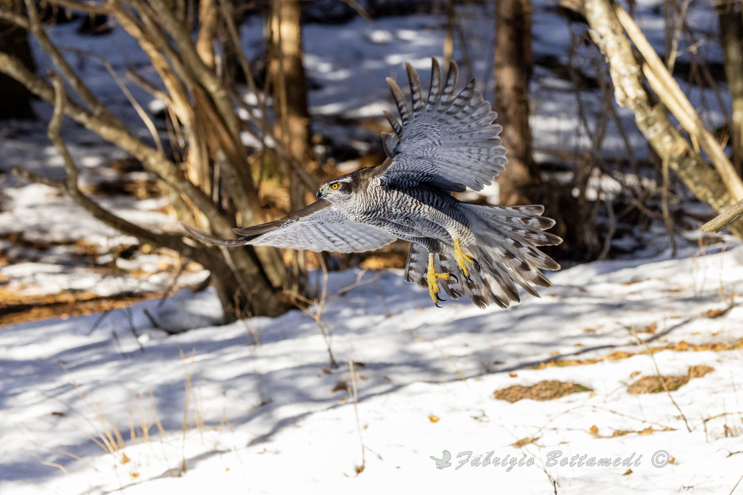 The arrival of the goshawk