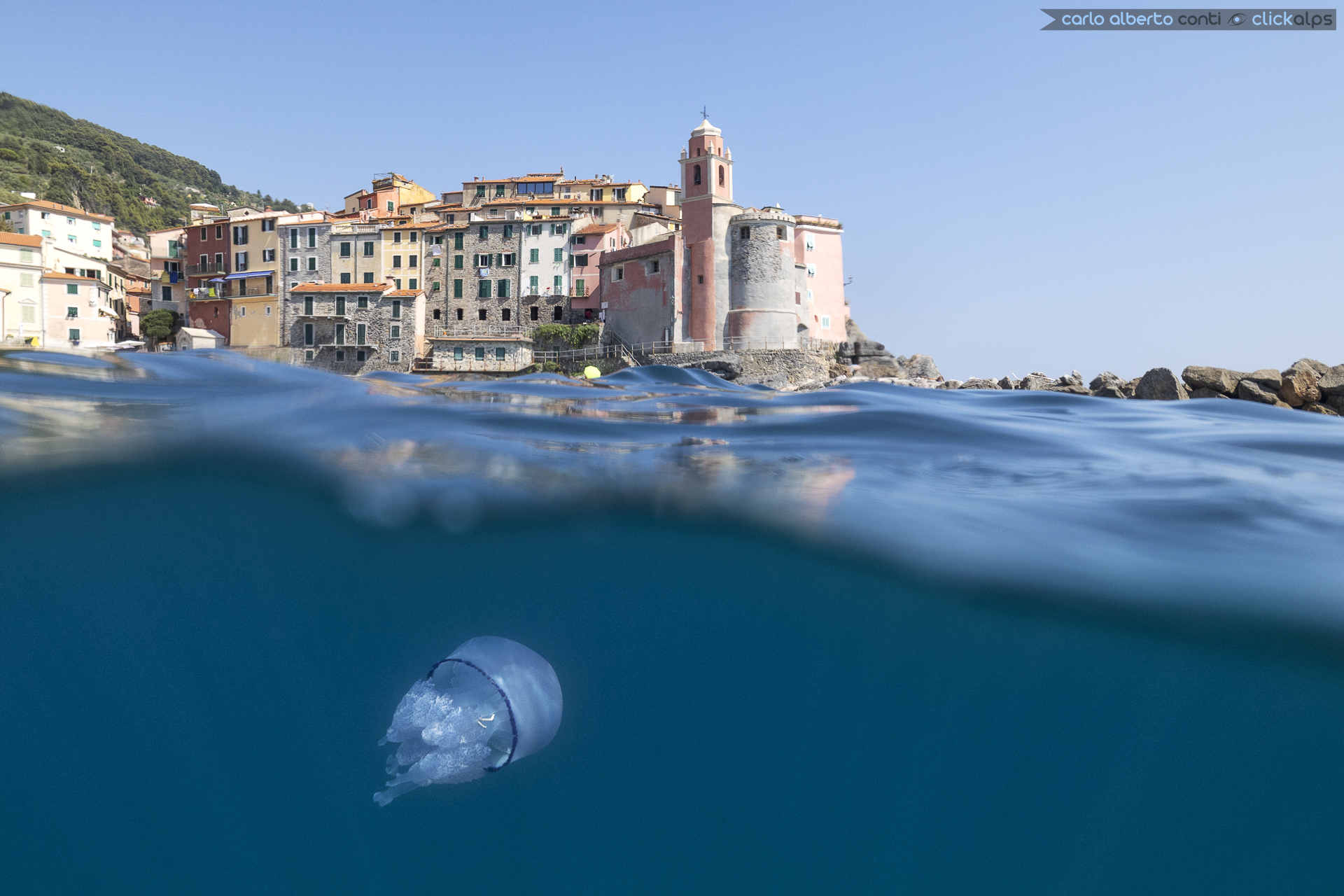 Jellyfish and Tellaro