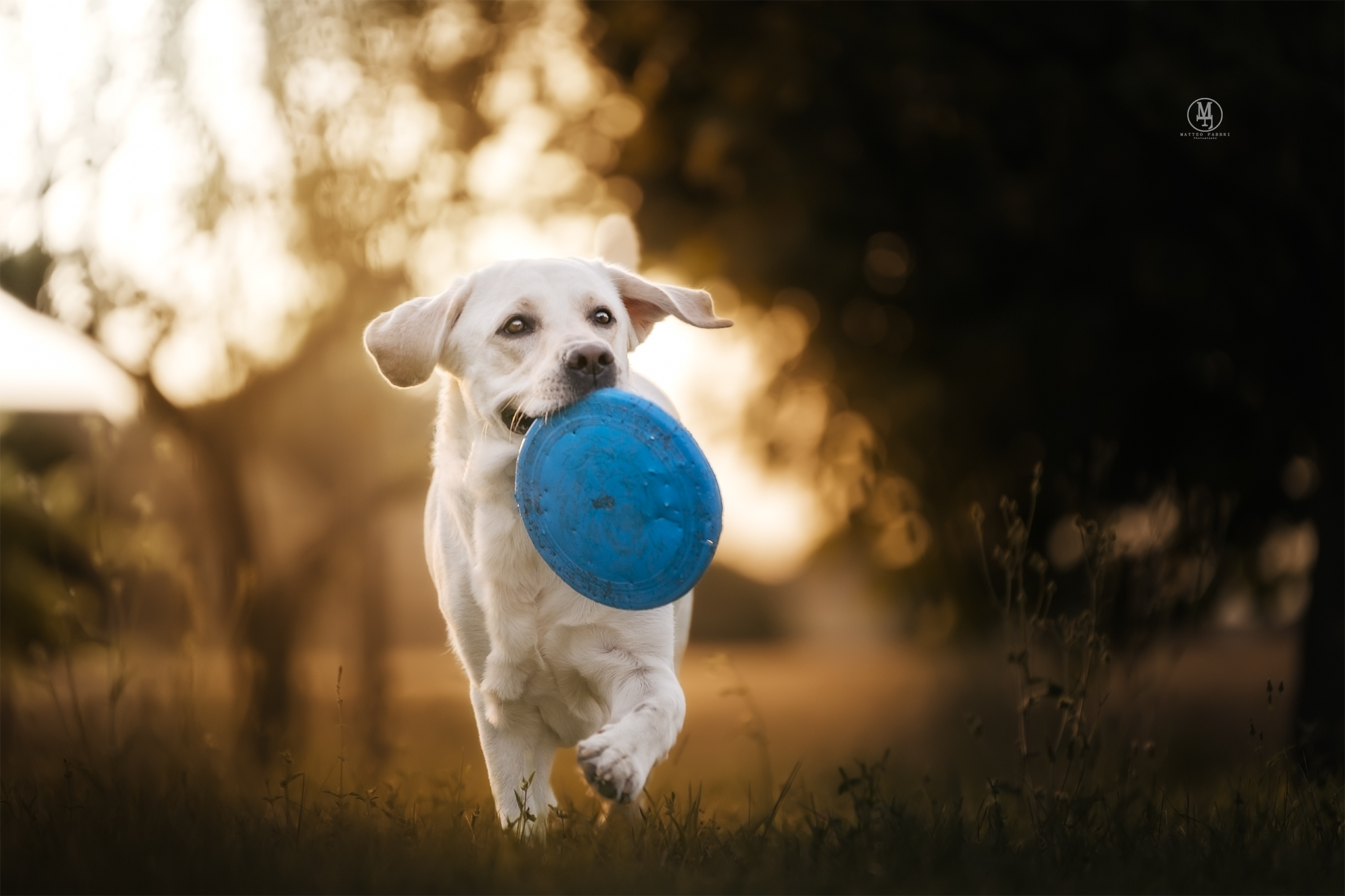 Falcor