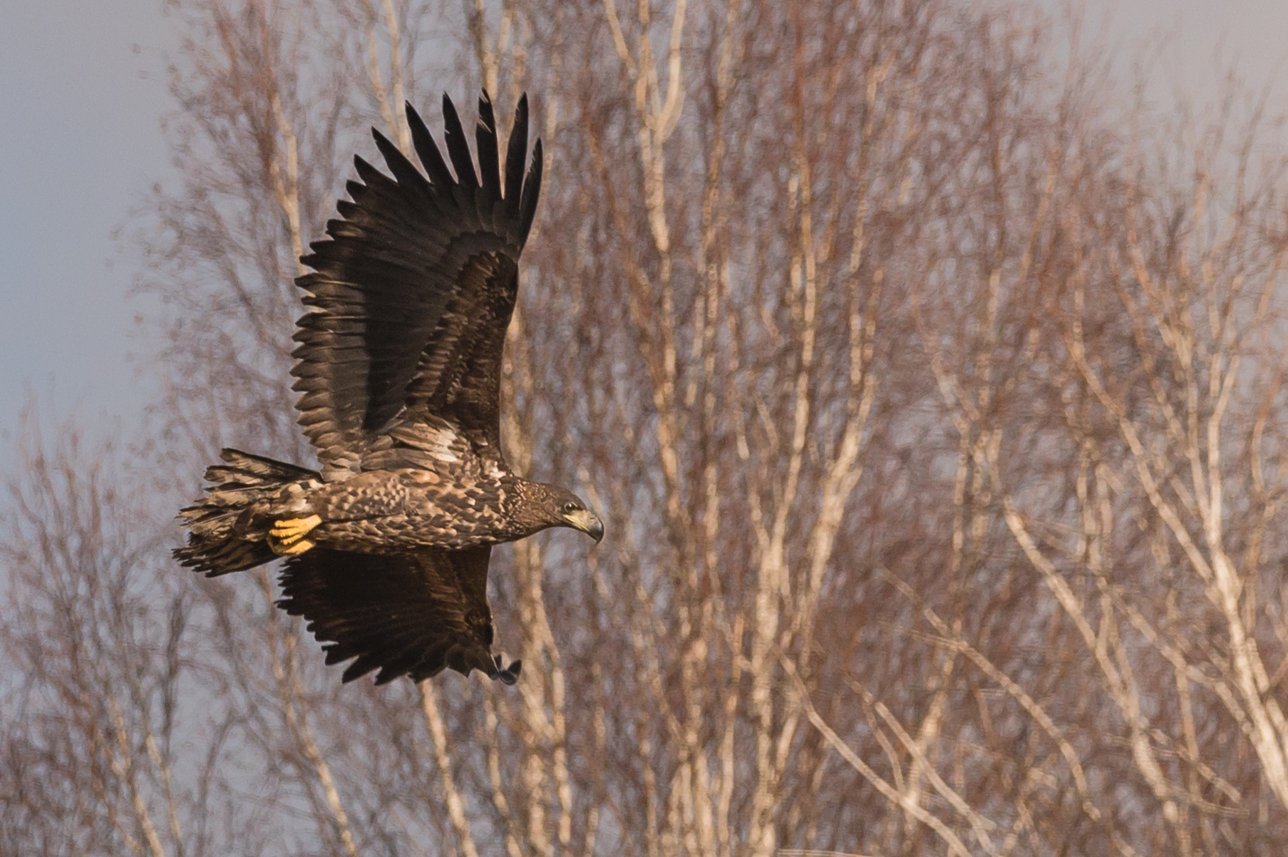 White-tailed sea eagle
