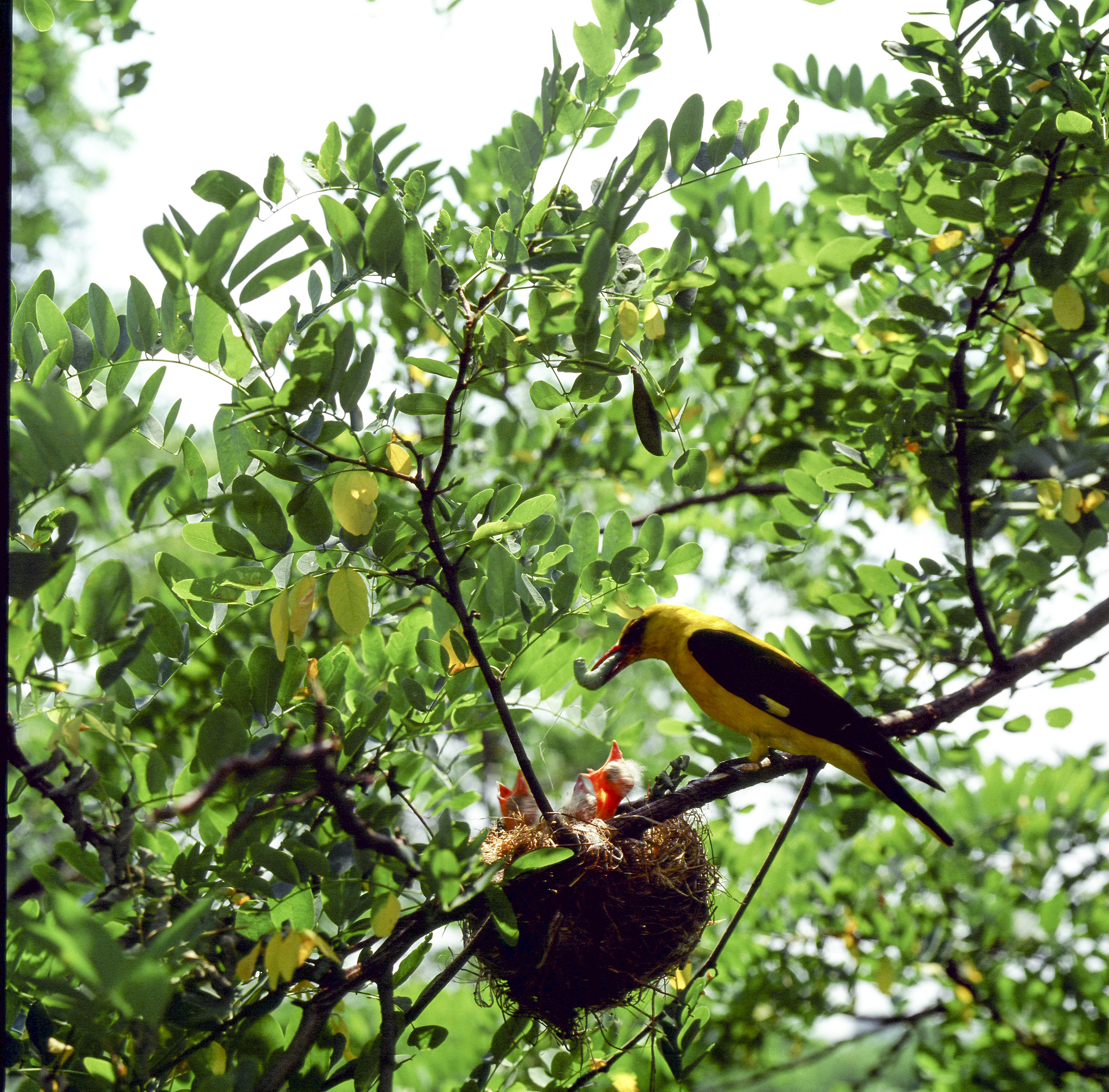 Male oriole. Ambient light Hasselblad 6x6 film