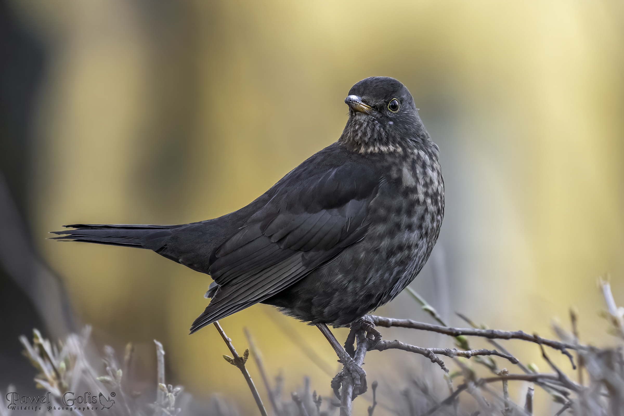 Merlo comune (Turdus merula)