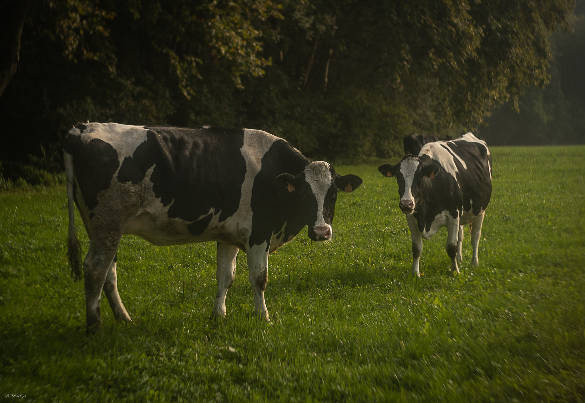 bucolic 2 (AKA Atom heart mother revisited)