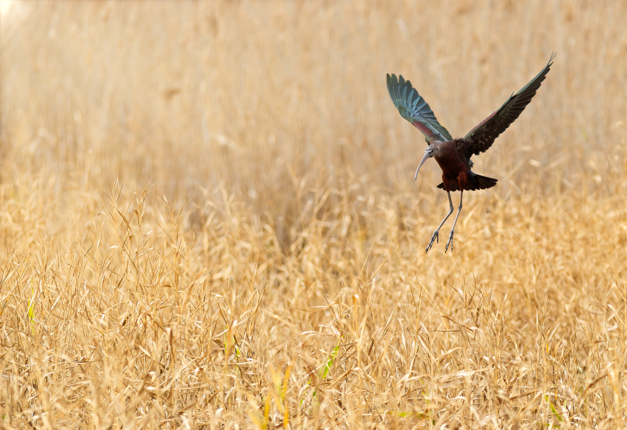 Glossy ibis