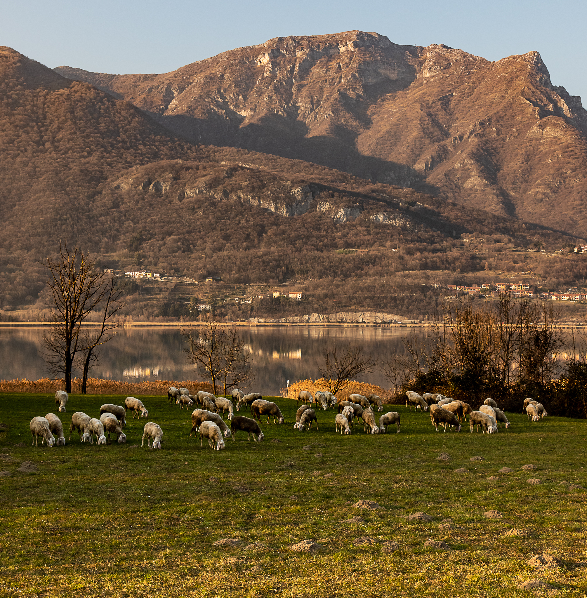 bucolic 3 (AKA Sheeps)