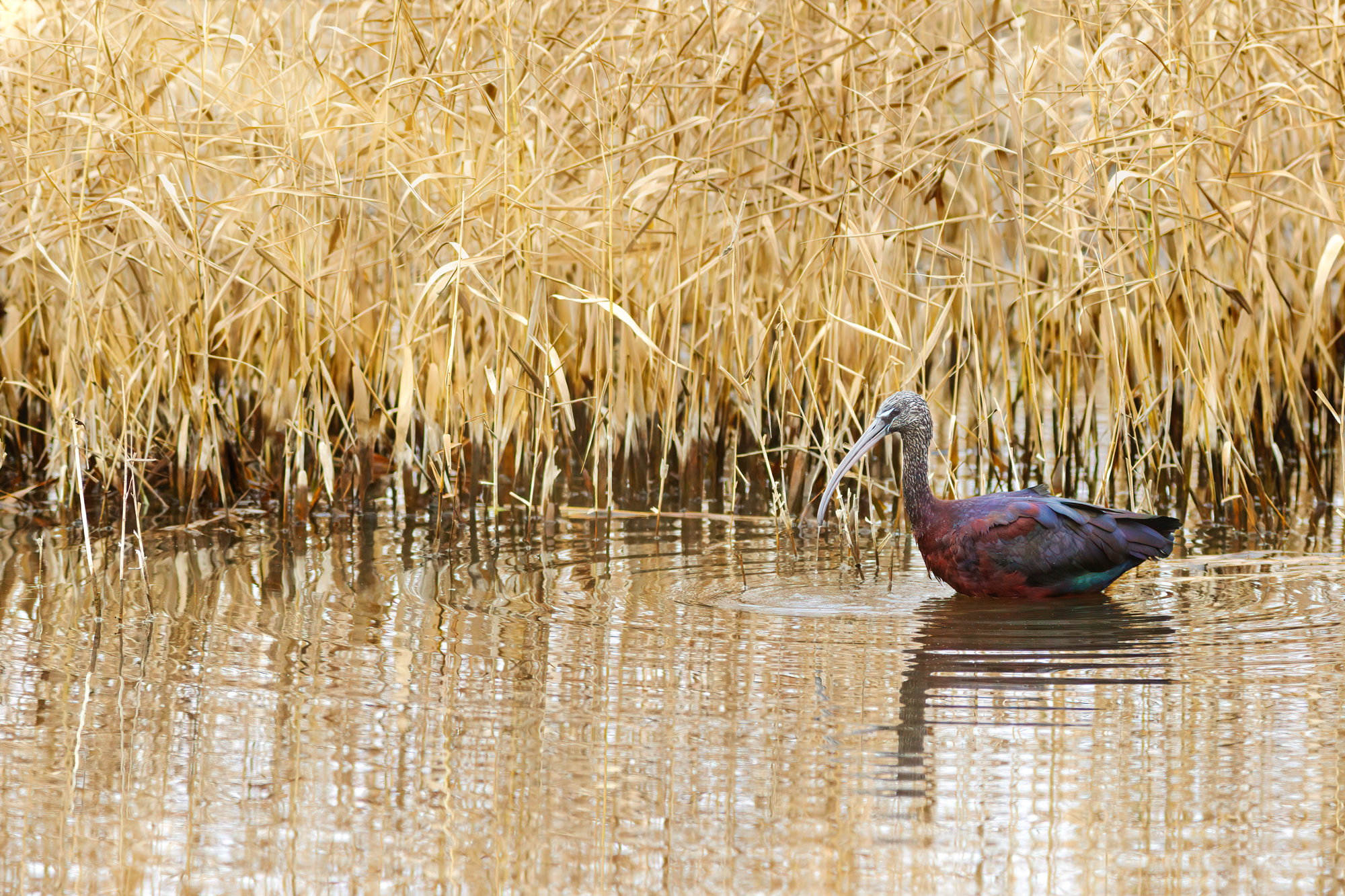 Glossy ibis