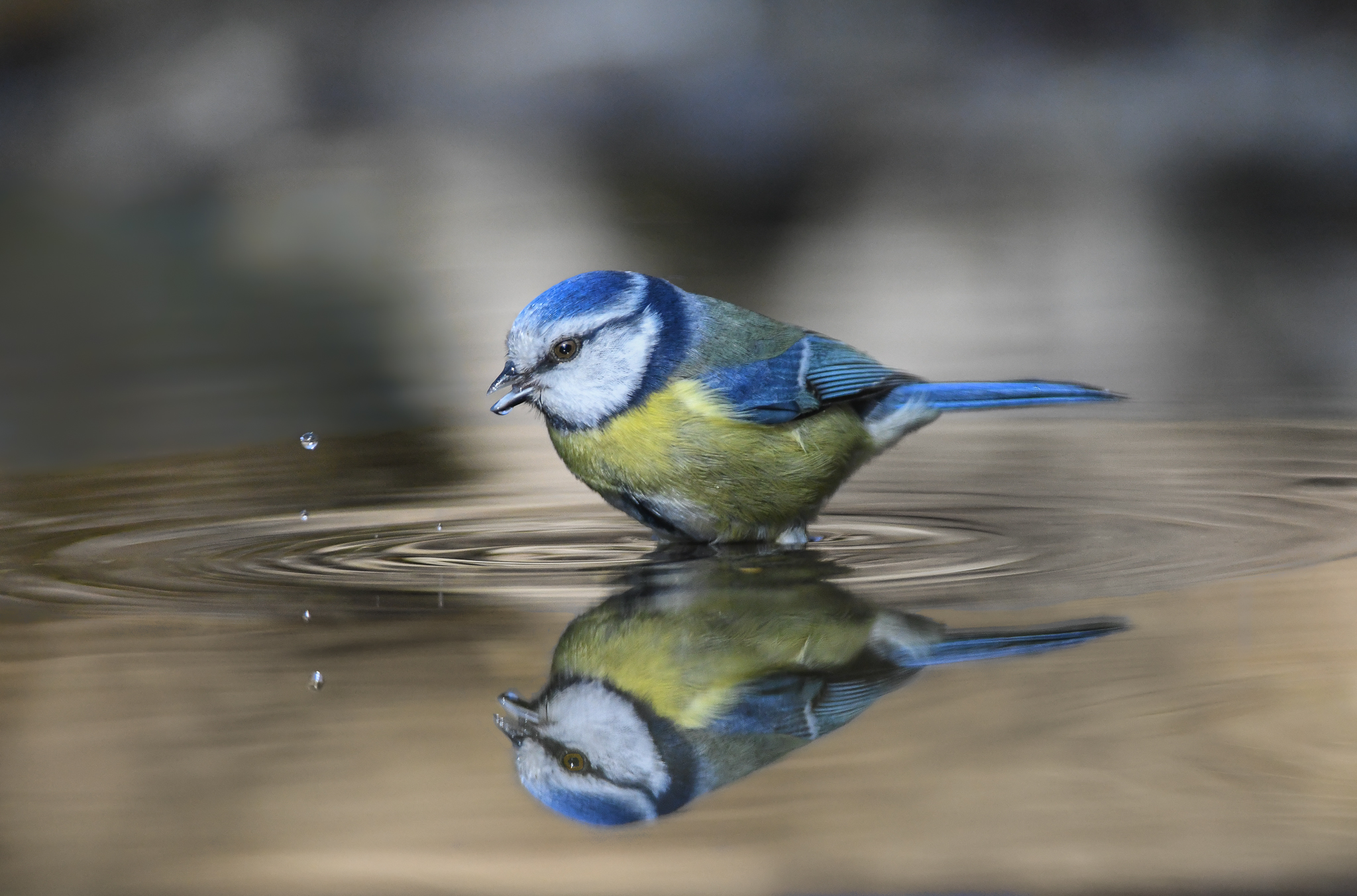 Riflesso nell'acqua, Cinciarella