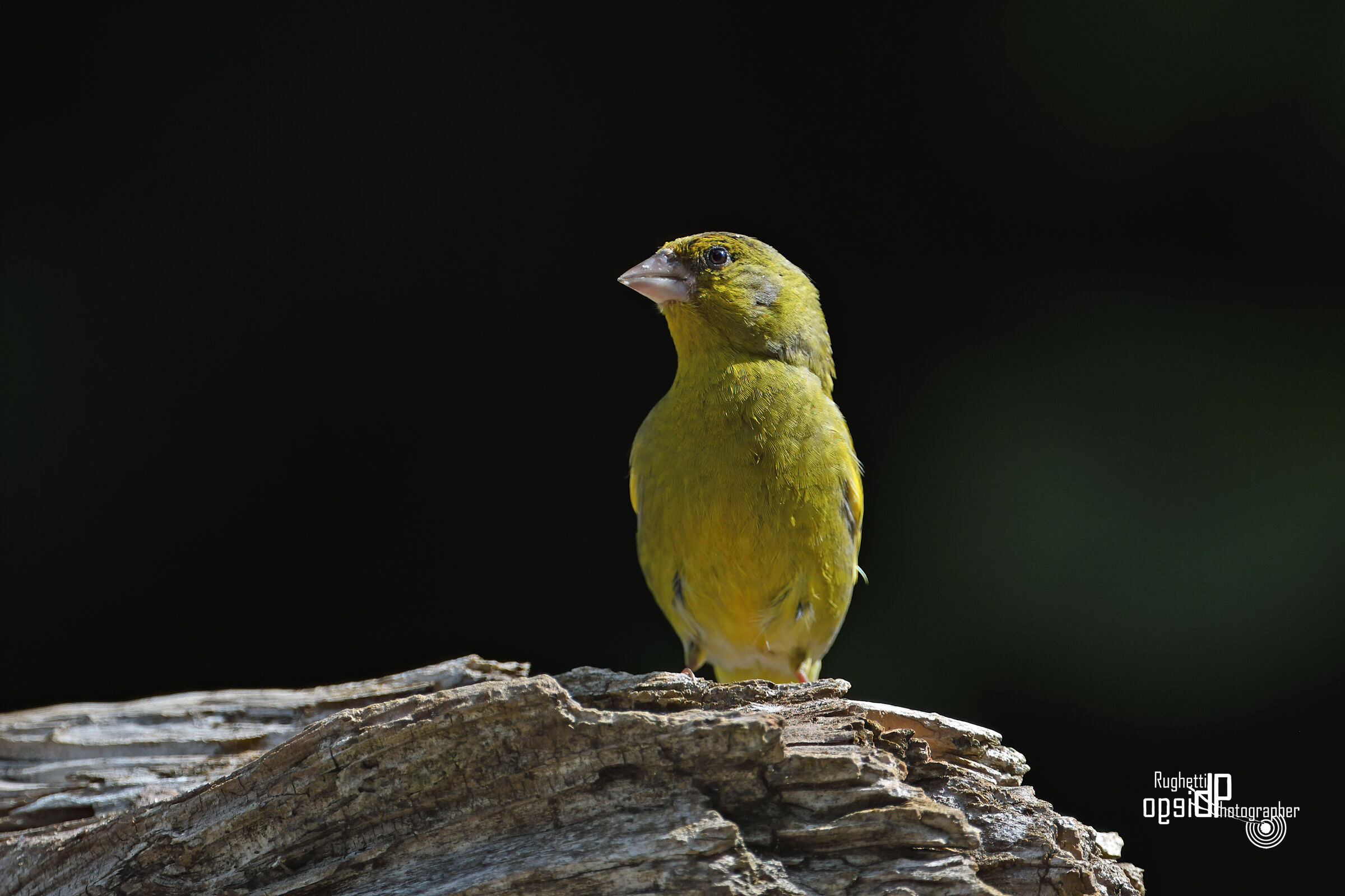 Greenfinch