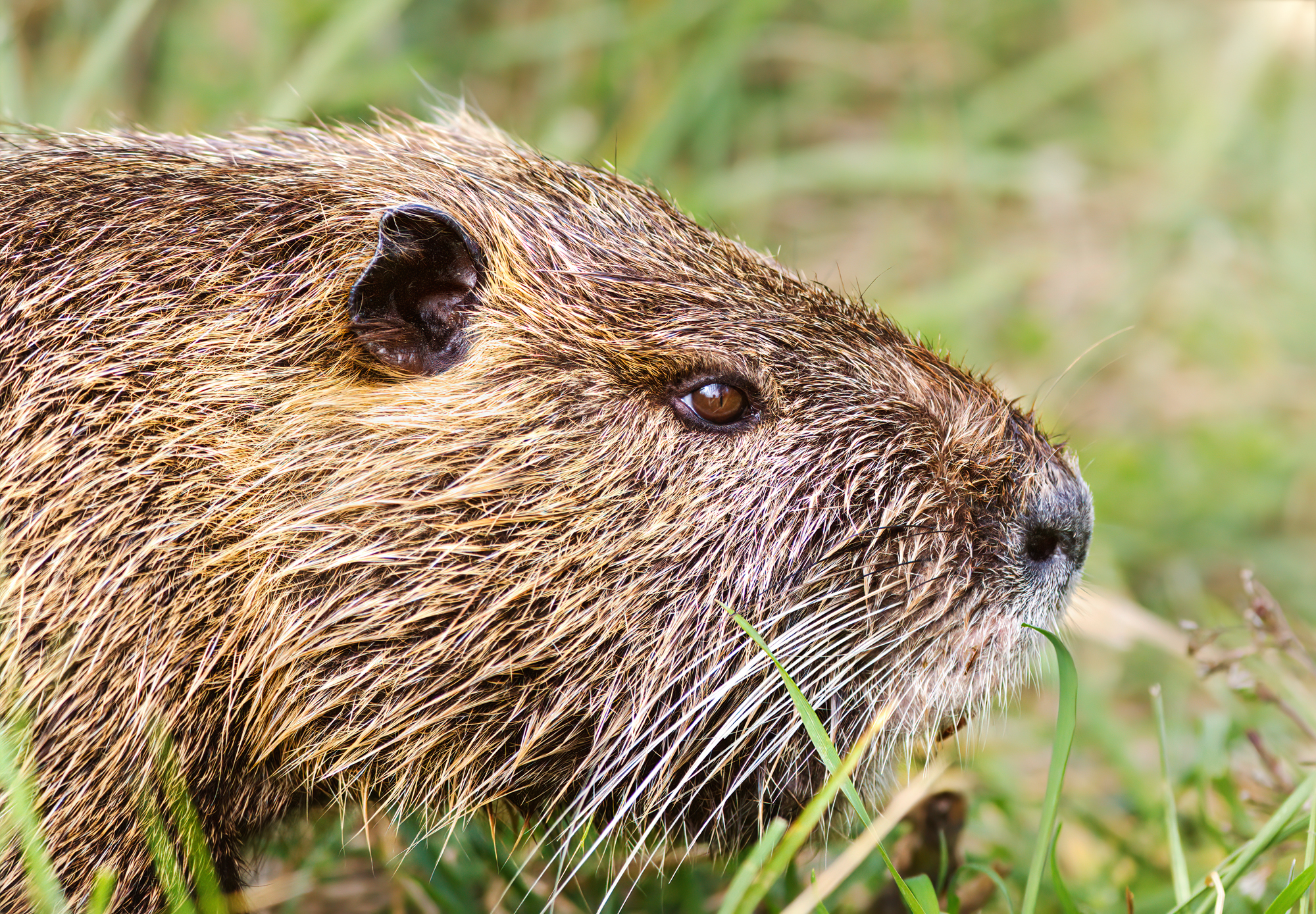 Nutria