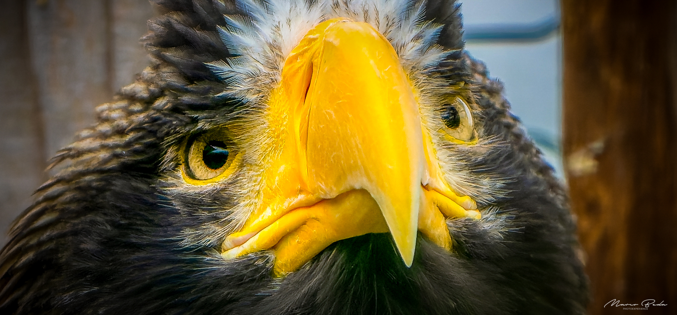Eagle