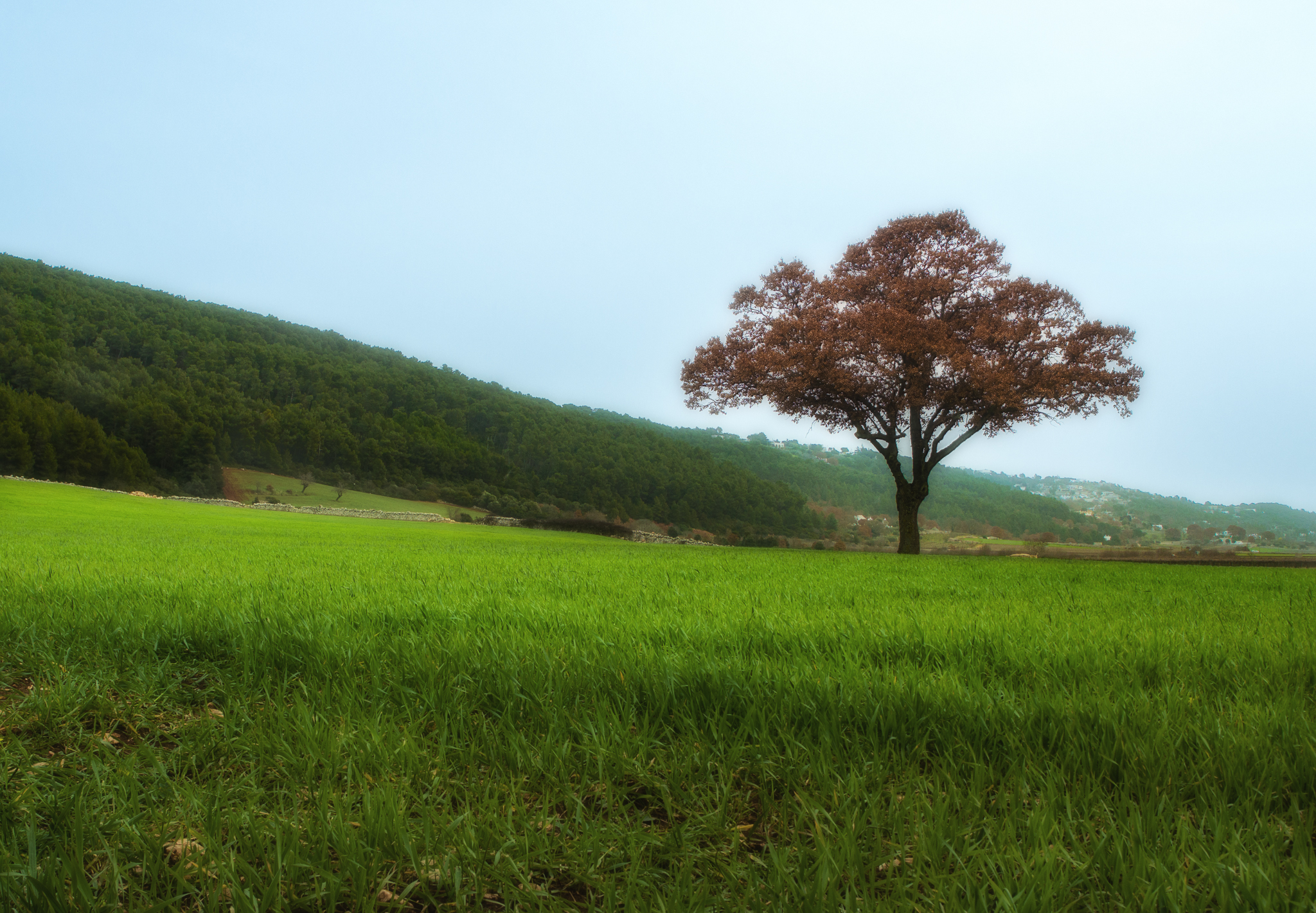 Lonely Tree
