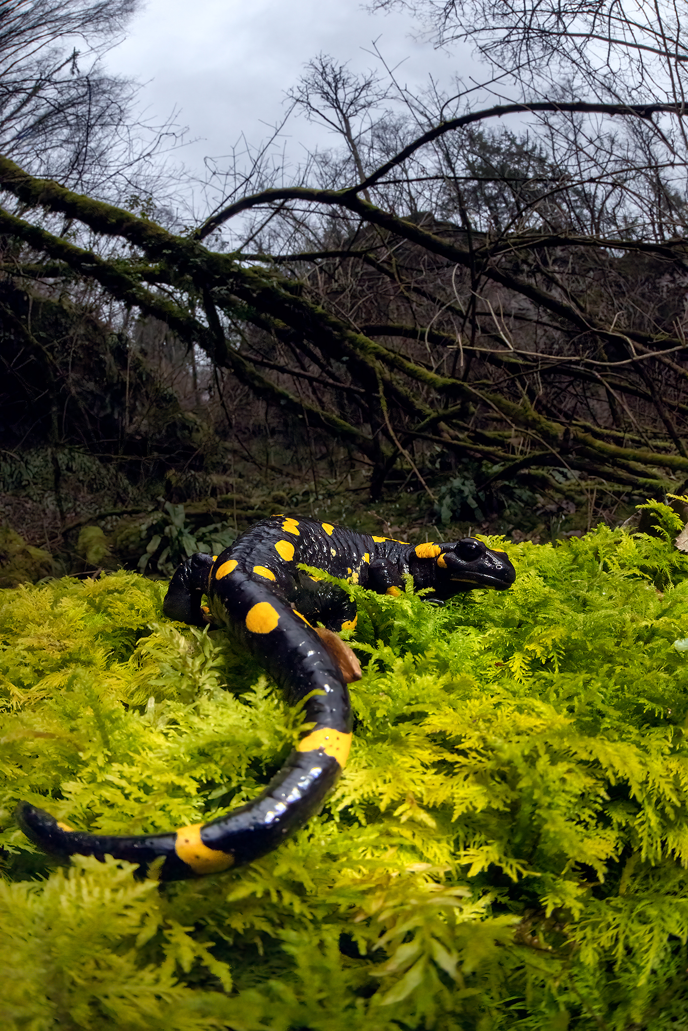 Spotted salamander - Salamander salamander