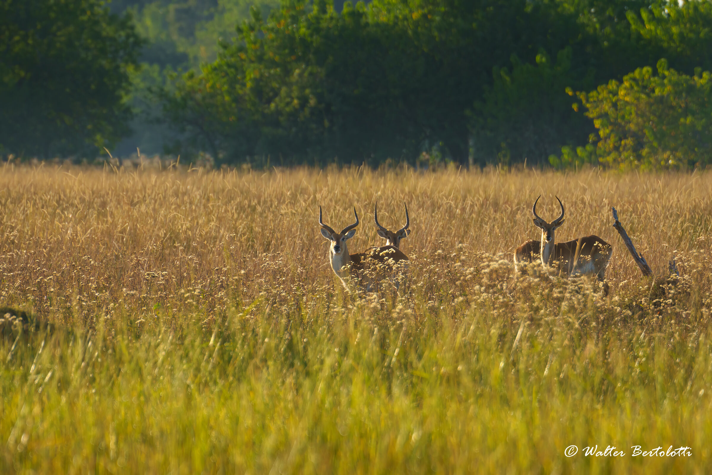 la gang degli scapoli
