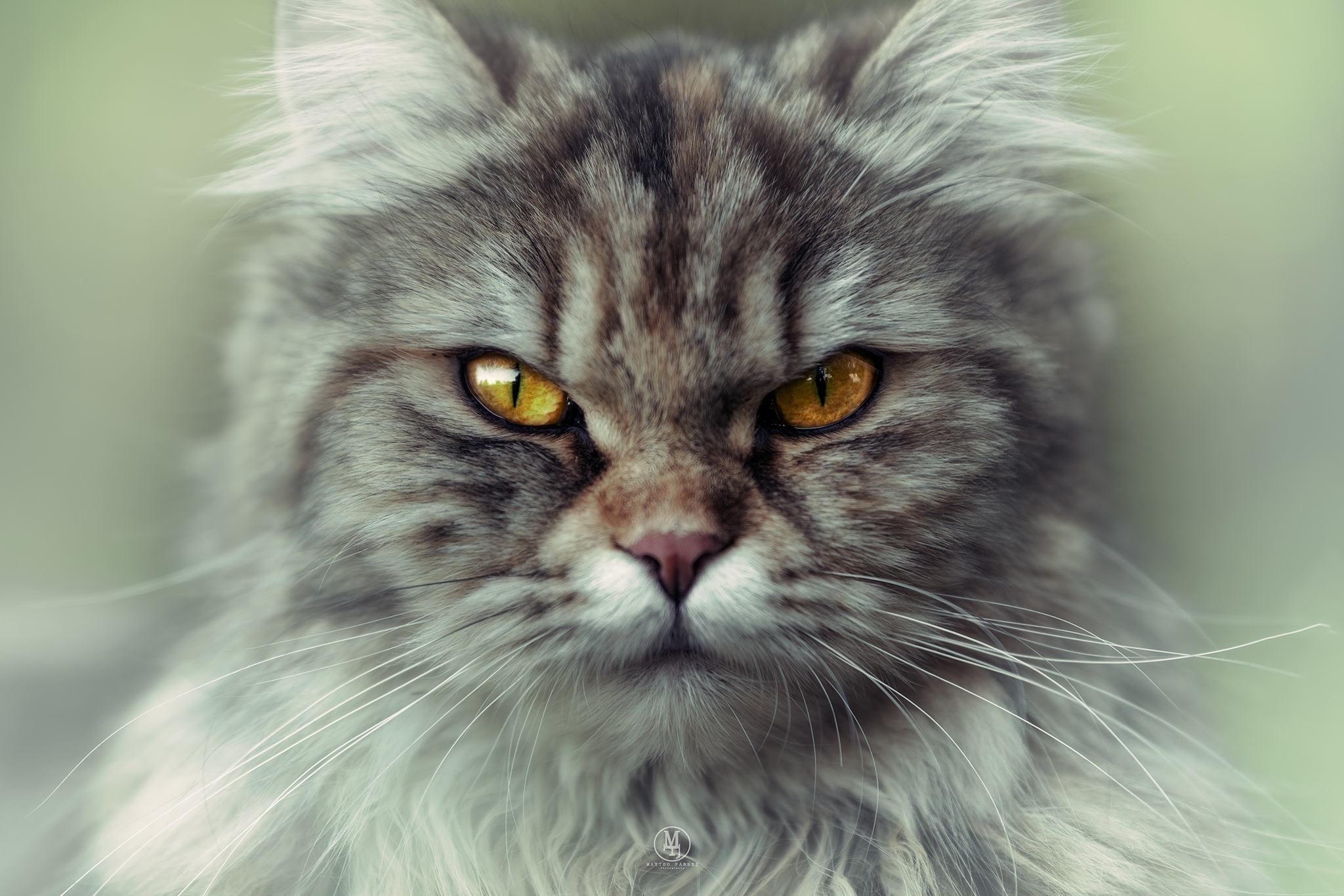 Toffy, the portrait