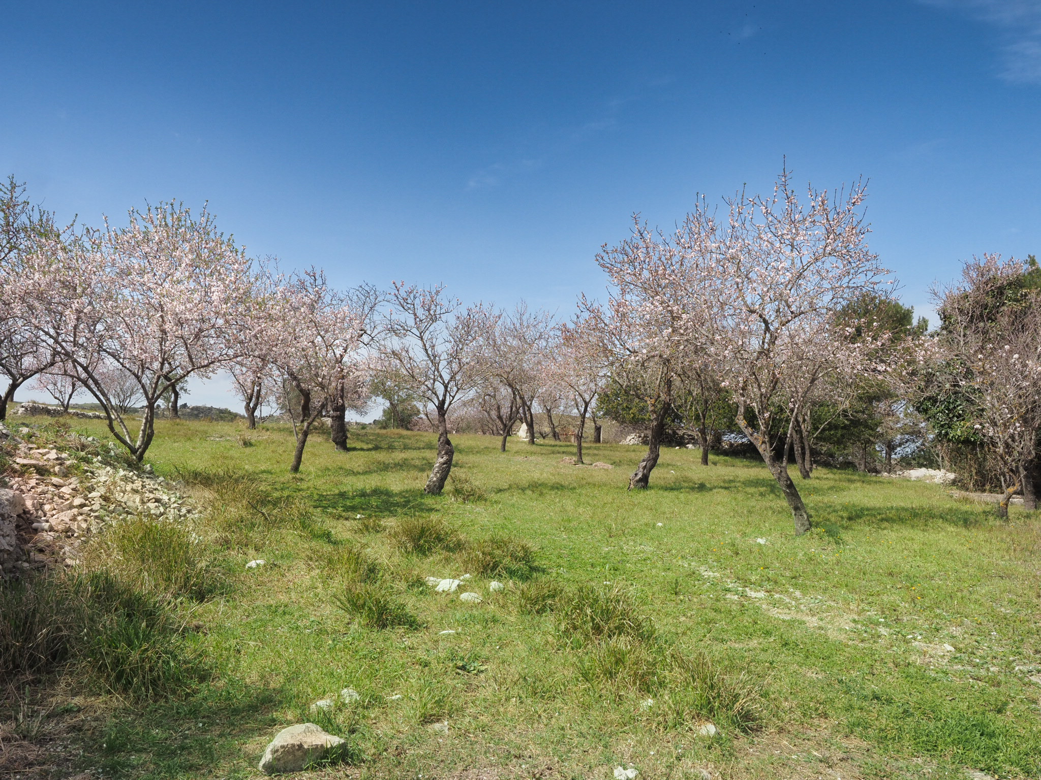 Mandorlo in fiore