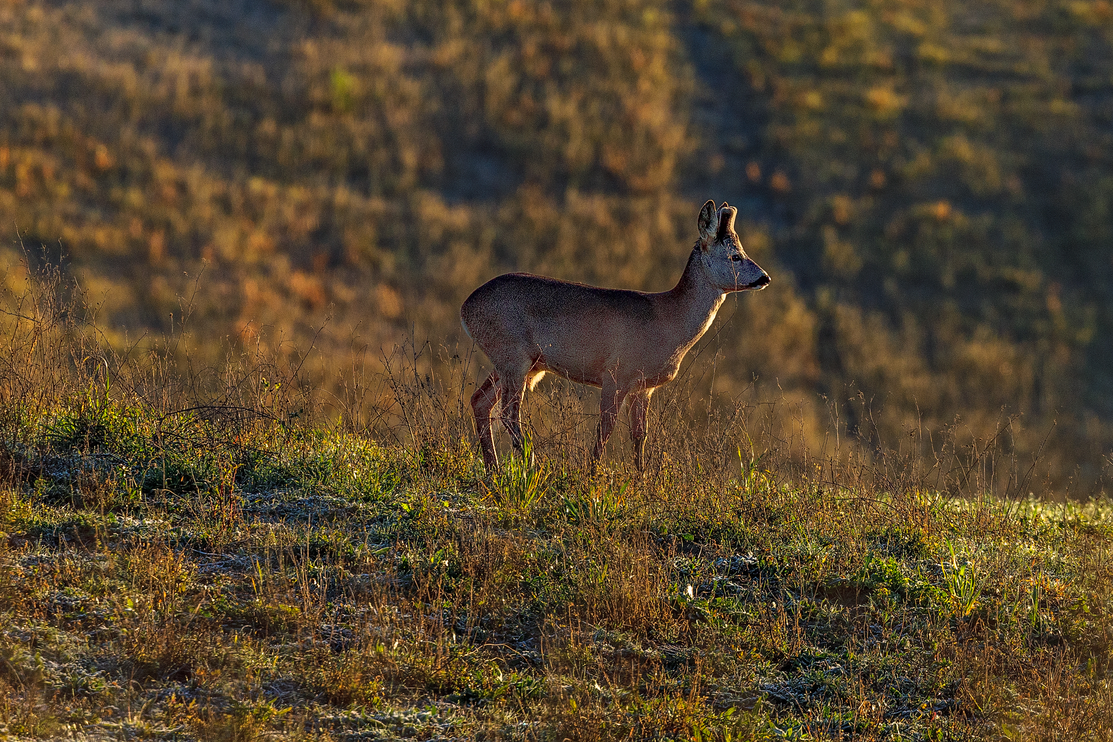Roe deer in Val d'Orcia