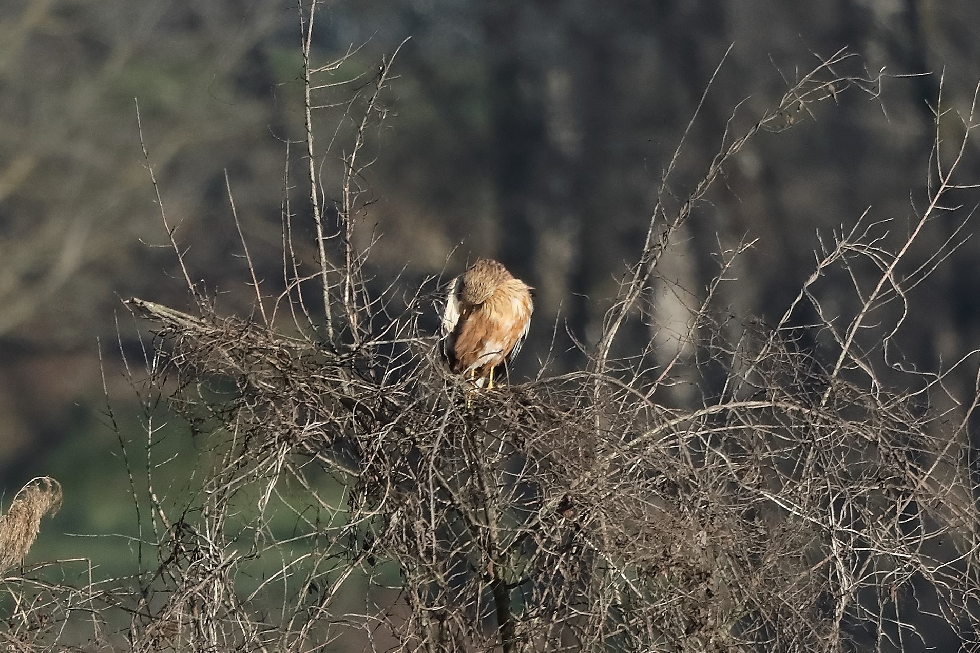Falco di palude 27-12-2022