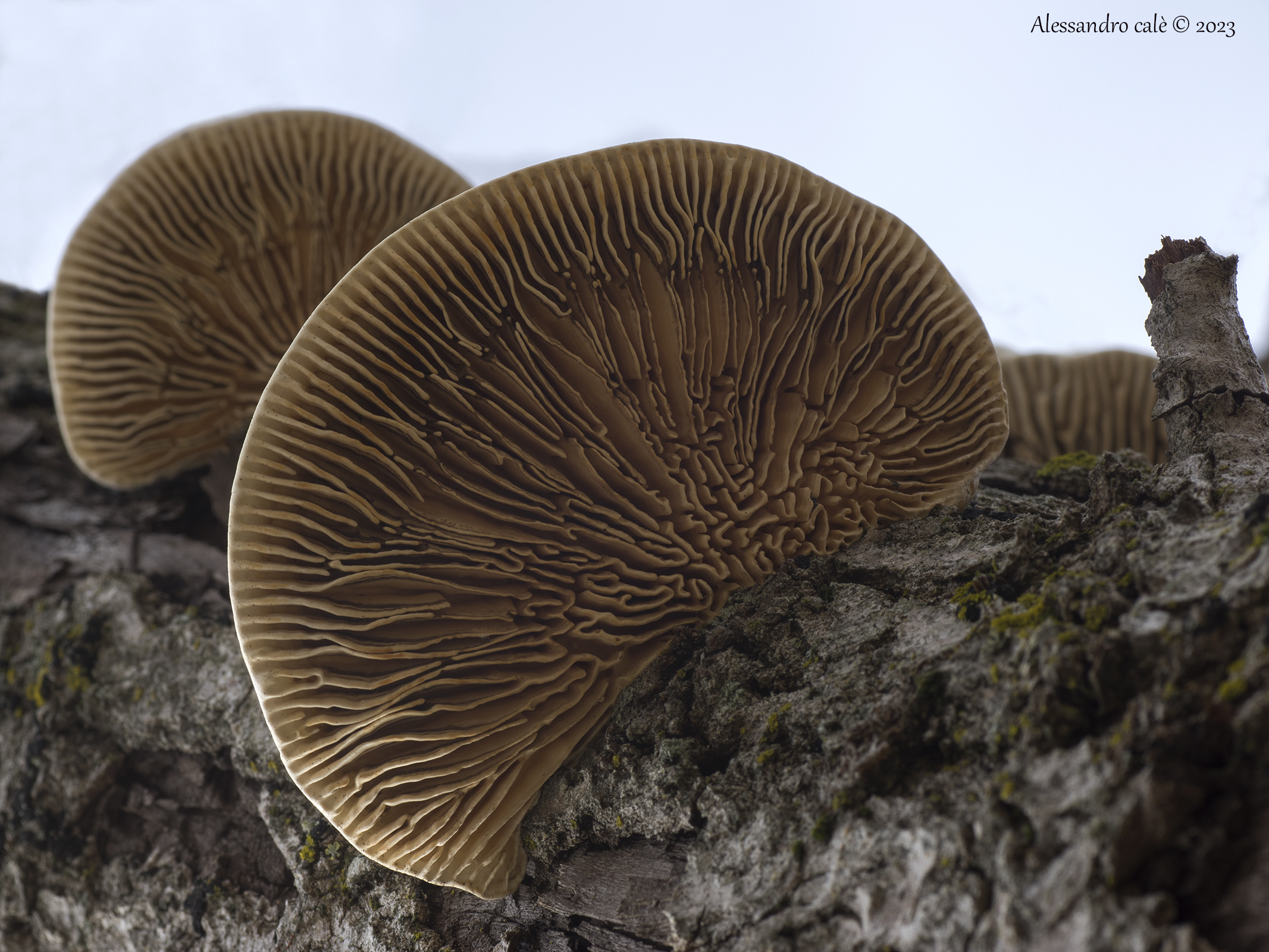 Cosa c'è sotto il fungo 3496