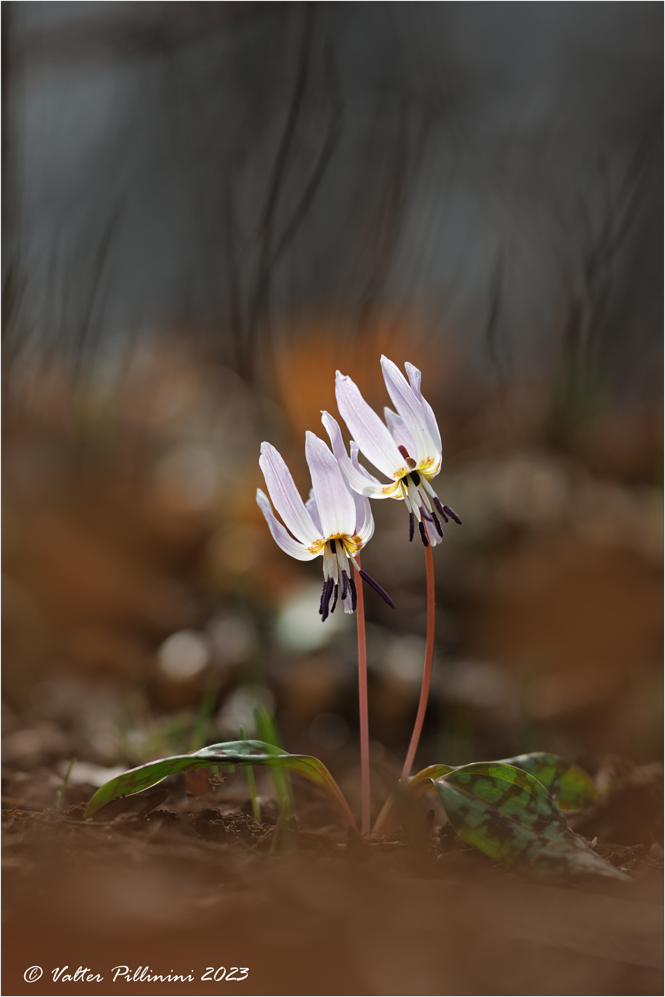 Erythronium dens-canis.