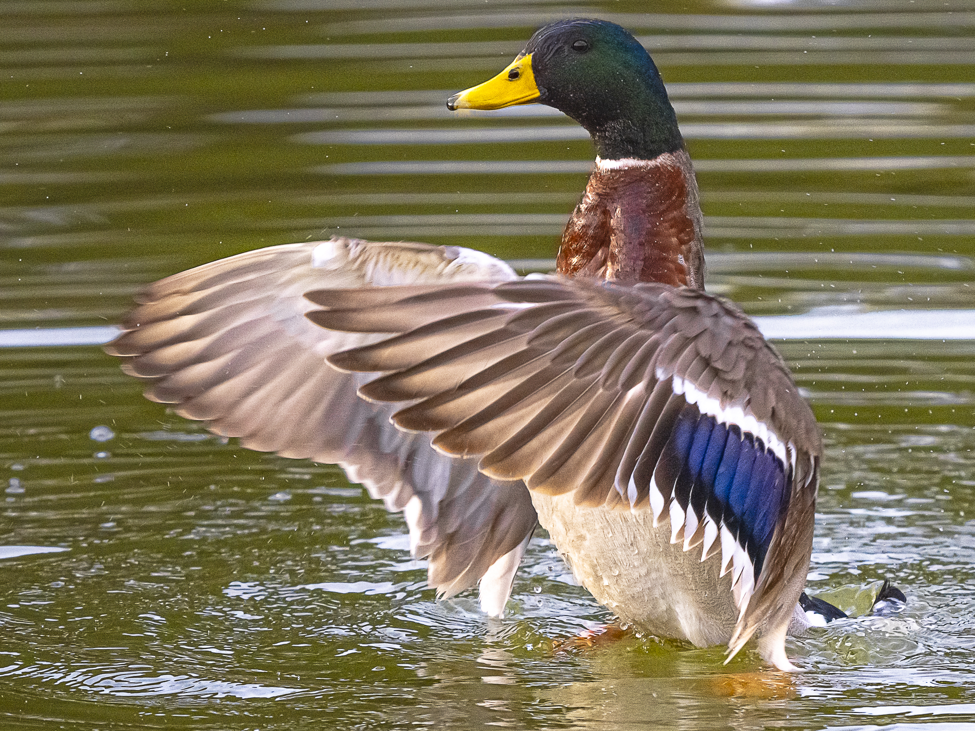 Mallard (m)