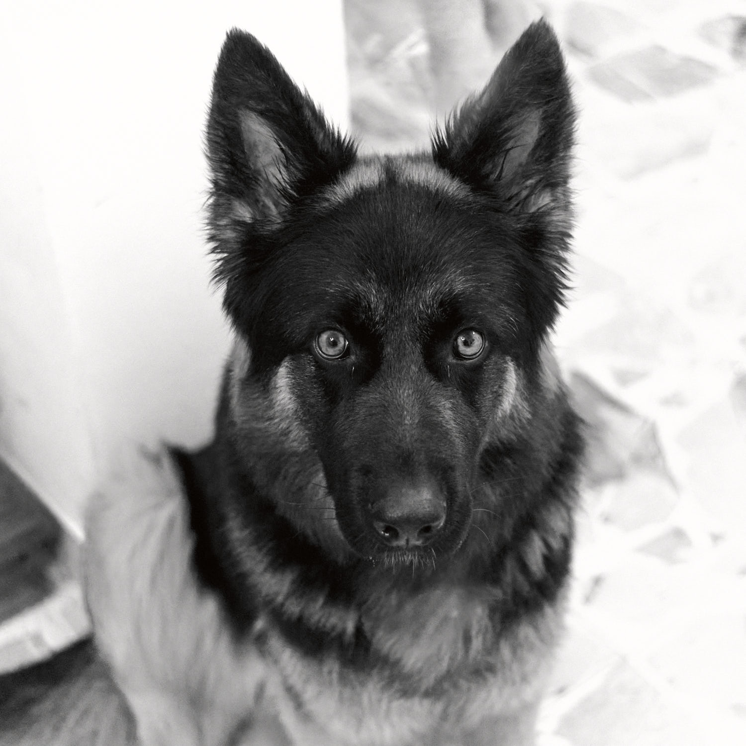 la nostra trovatella Jess