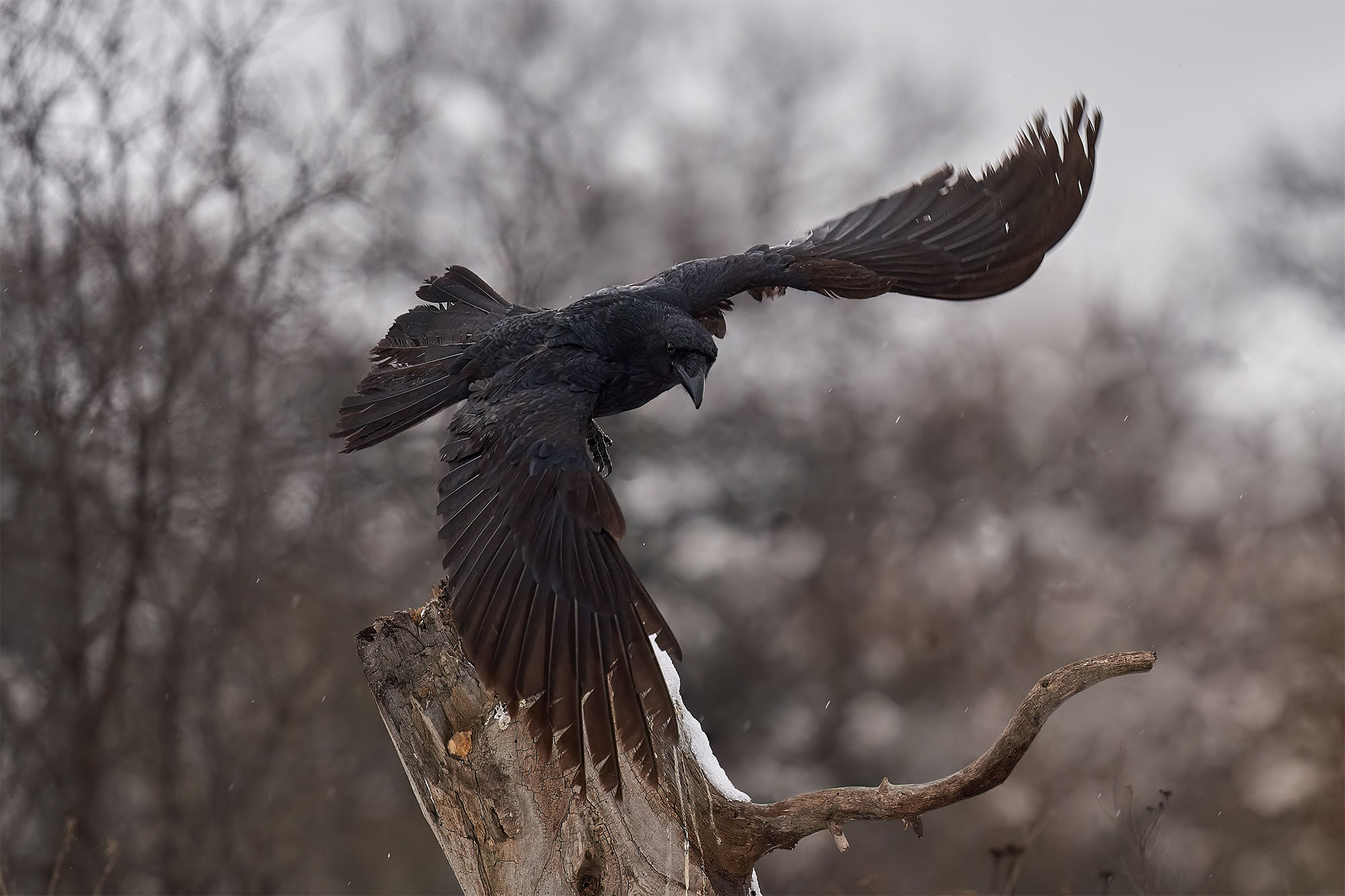 Crow