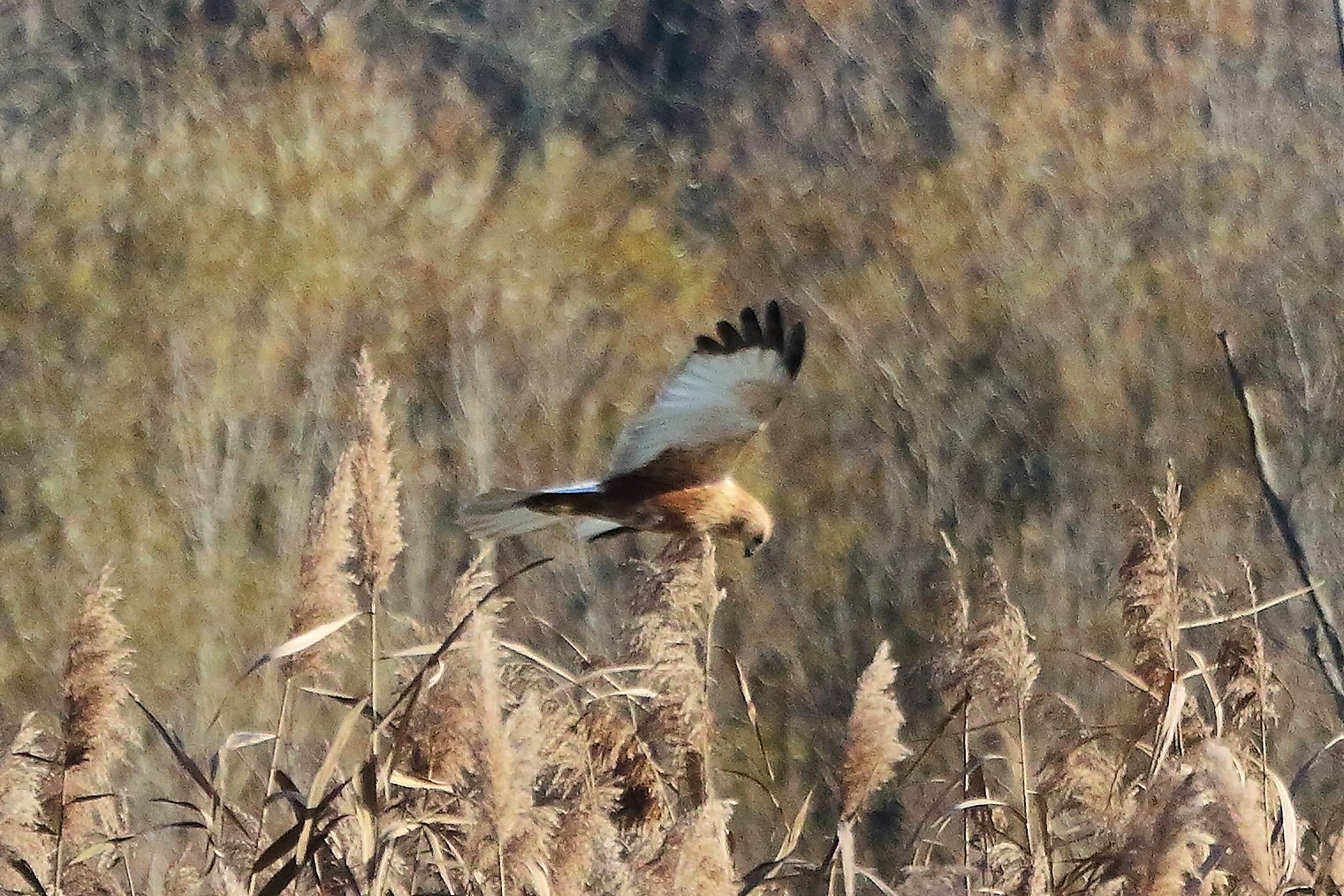 Falco di palude 12 dicembre 2022