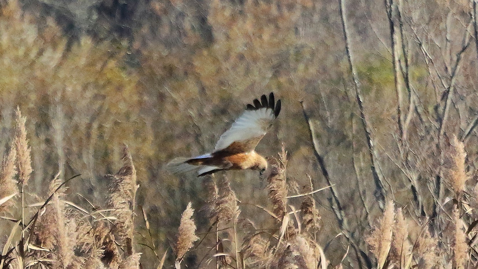 Falco di palude 12 dicembre 2022
