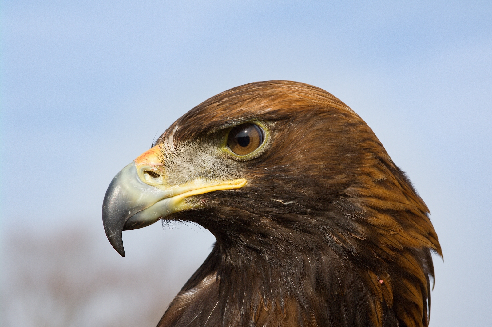 Aquila reale - dettaglio