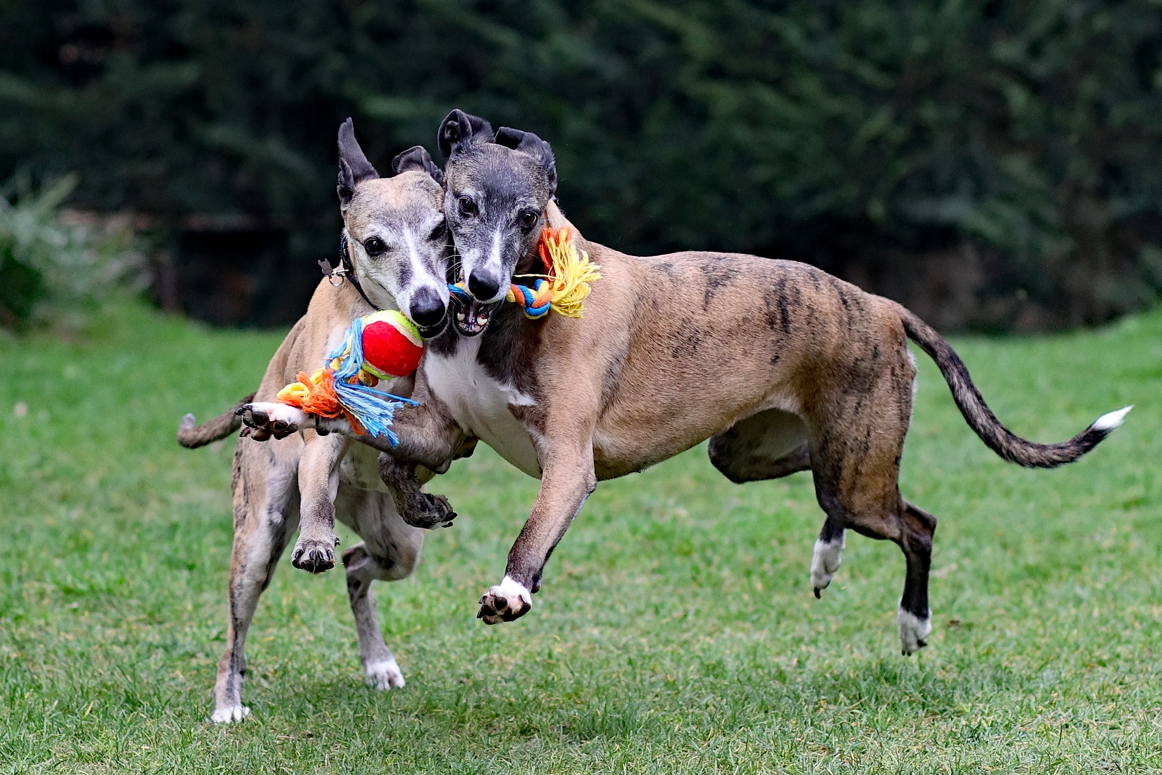 Il loro divertimento preferito.